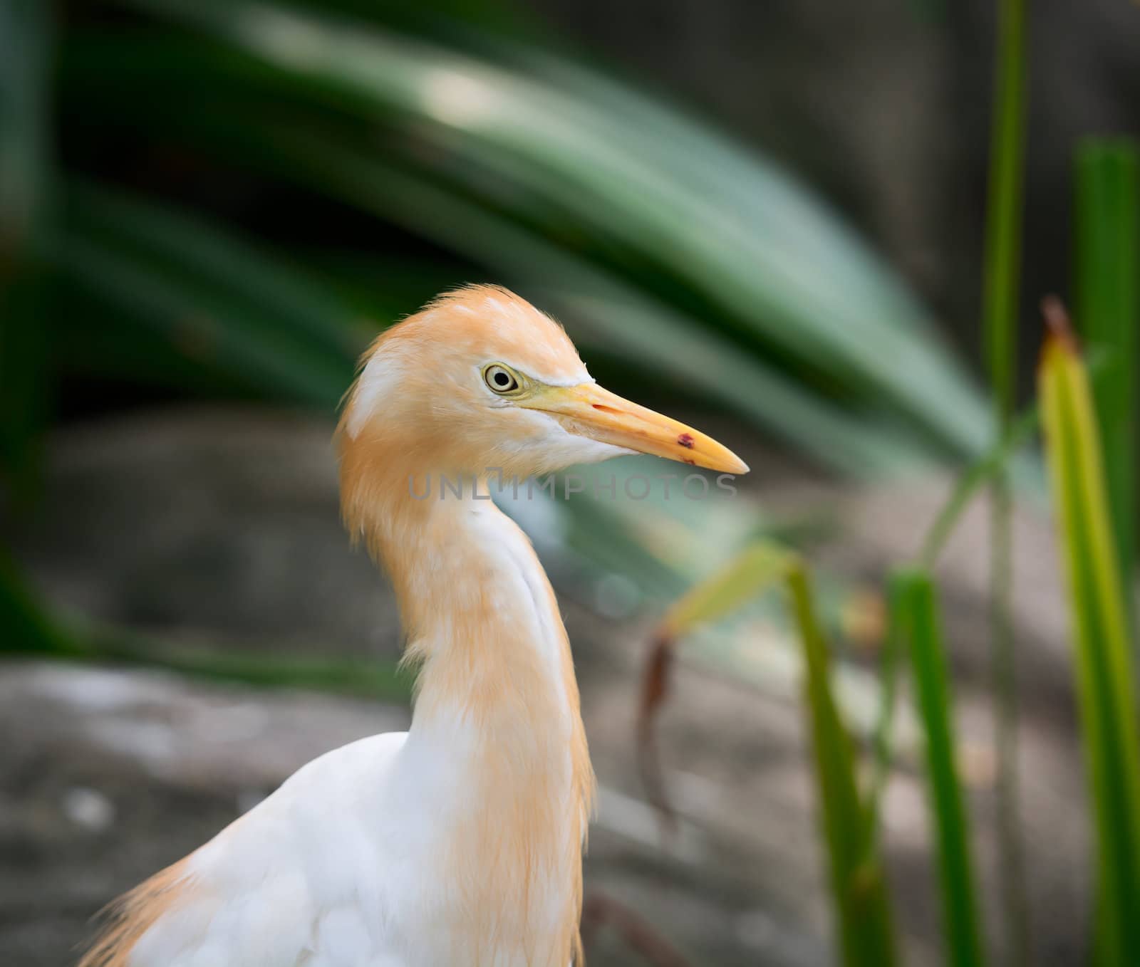 Cattle Egret (Bubulcus ibis) bird is a cosmopolitan species of heron (family Ardeidae).