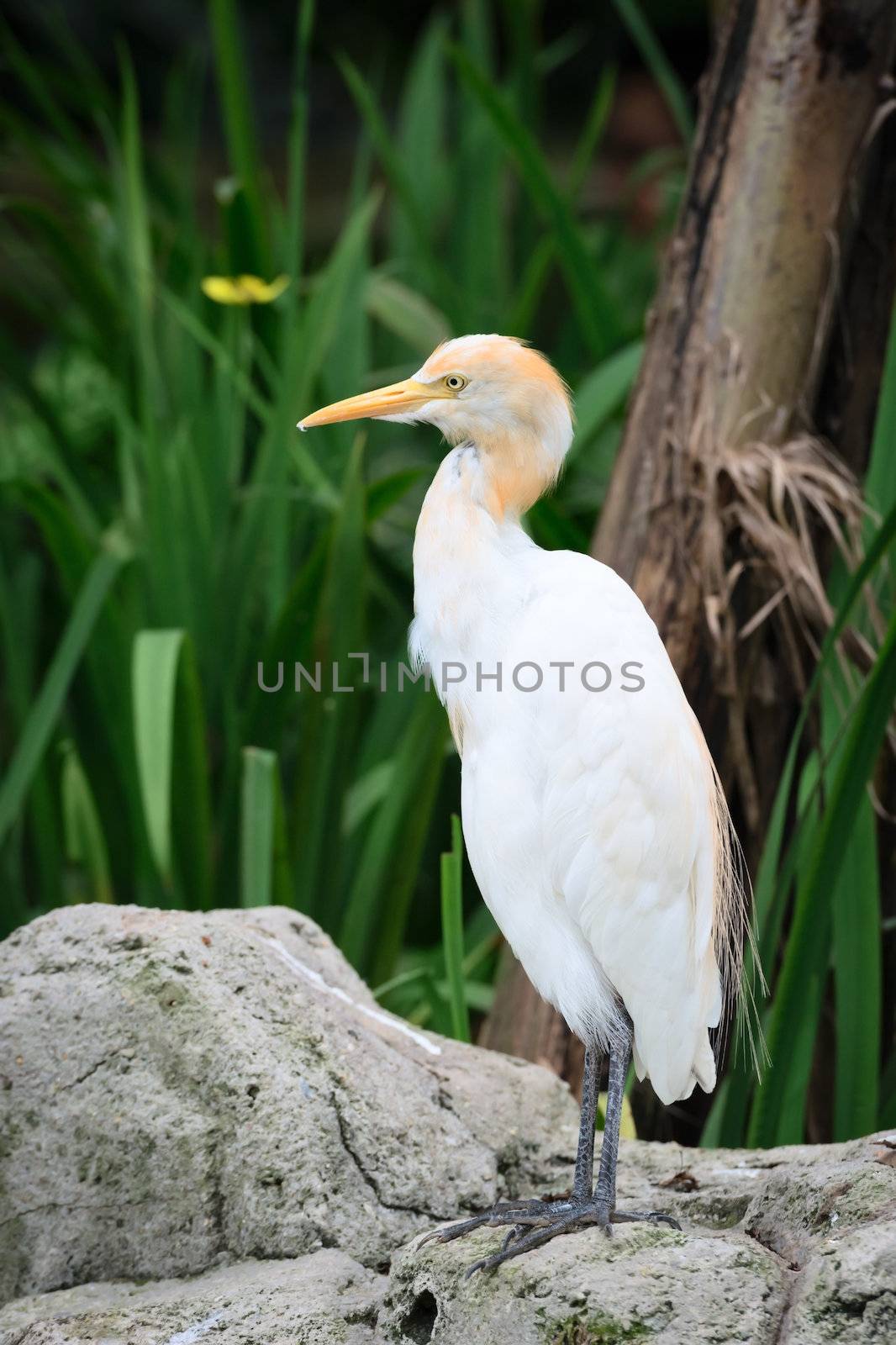 Cattle Egret (Bubulcus ibis) bird heron on grey stone with green grass on background