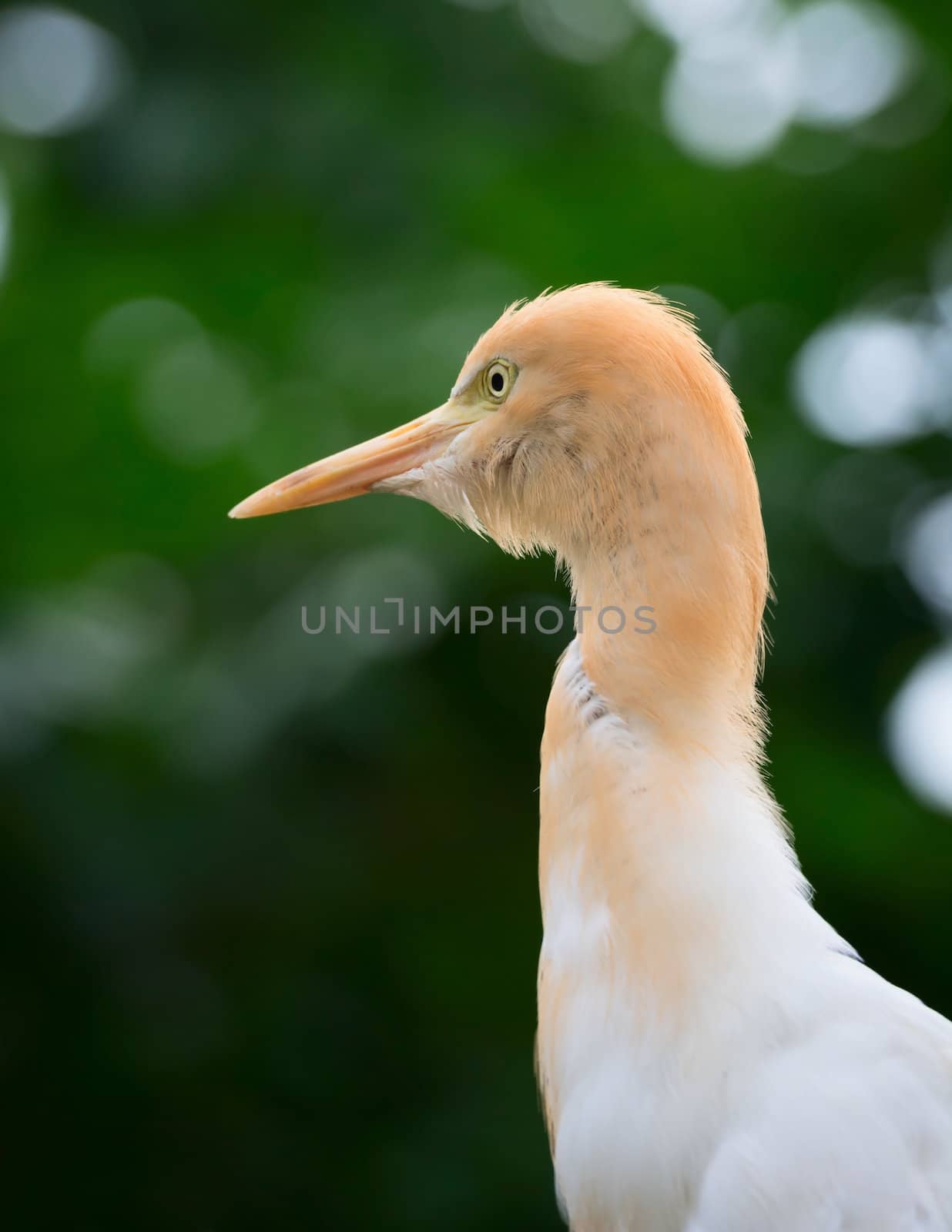 Cattle Egret (Bubulcus ibis) bird looking up with green trees on background