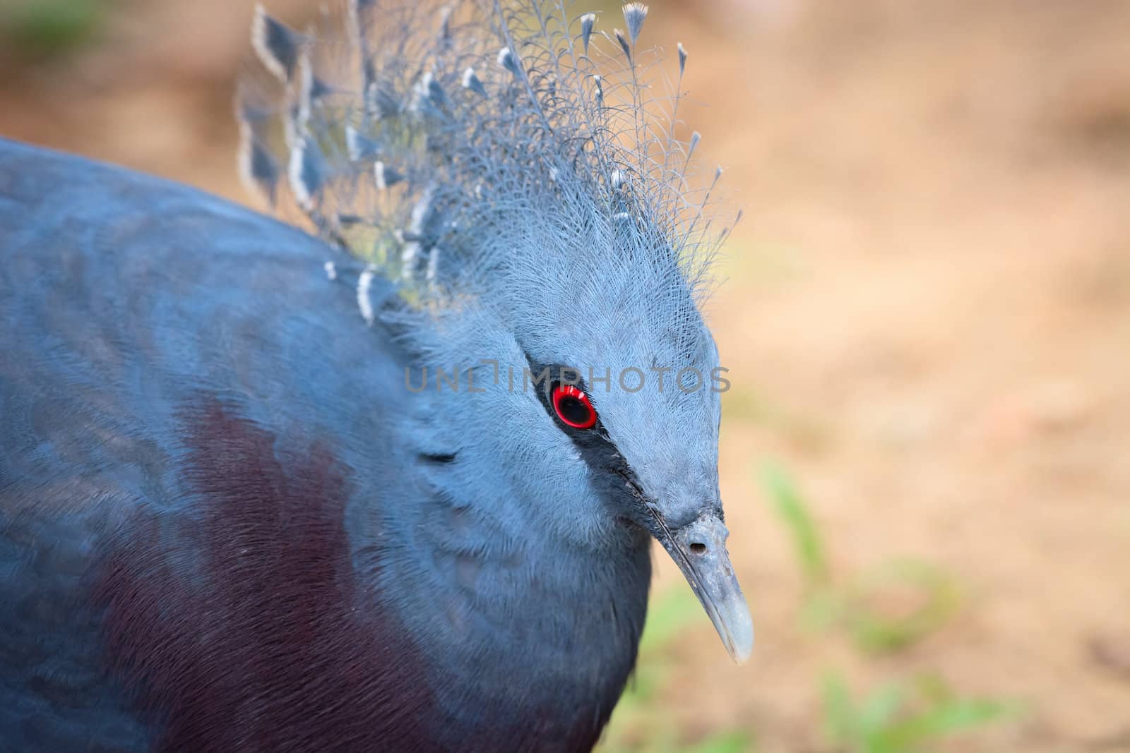 Victoria Crowned Pigeon bird (Goura victoria) by iryna_rasko