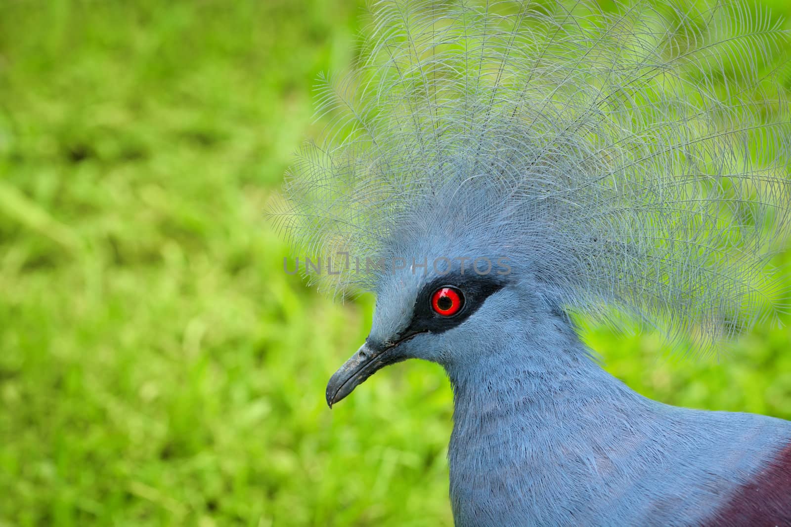 Victoria Crowned Pigeon (Goura victoria) bird with green grass on background