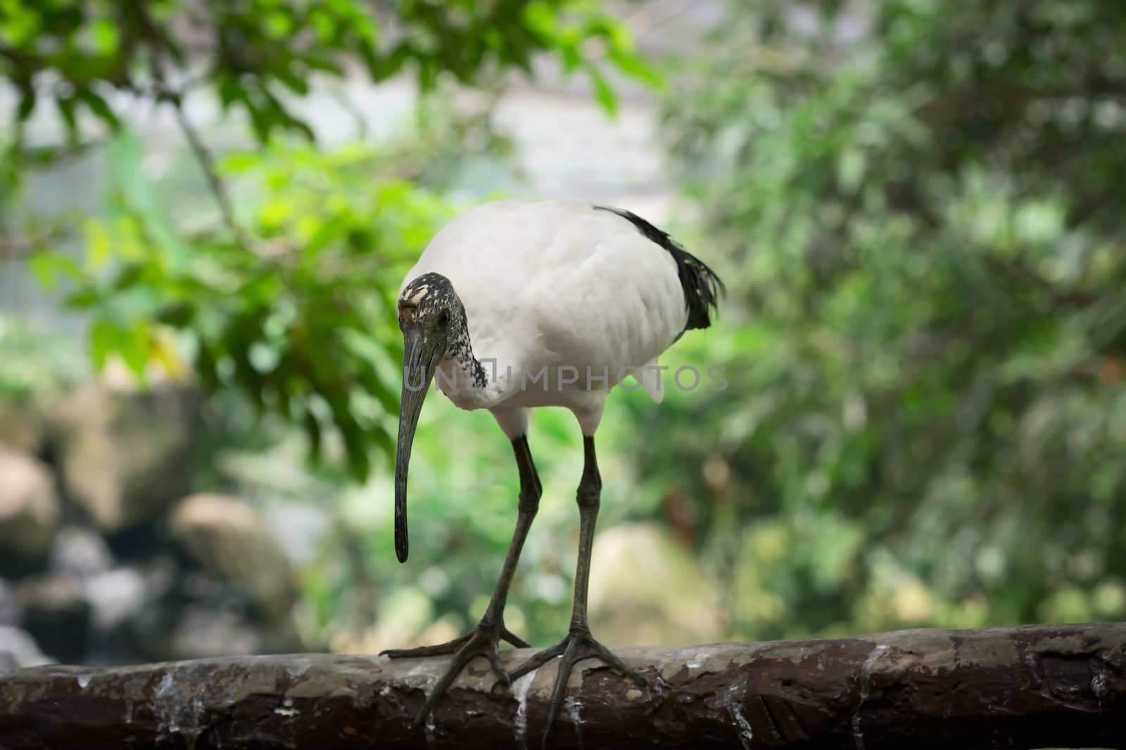 African Sacred Ibis (Threskiornis aethiopicus) bird resting on a log with green trees on background