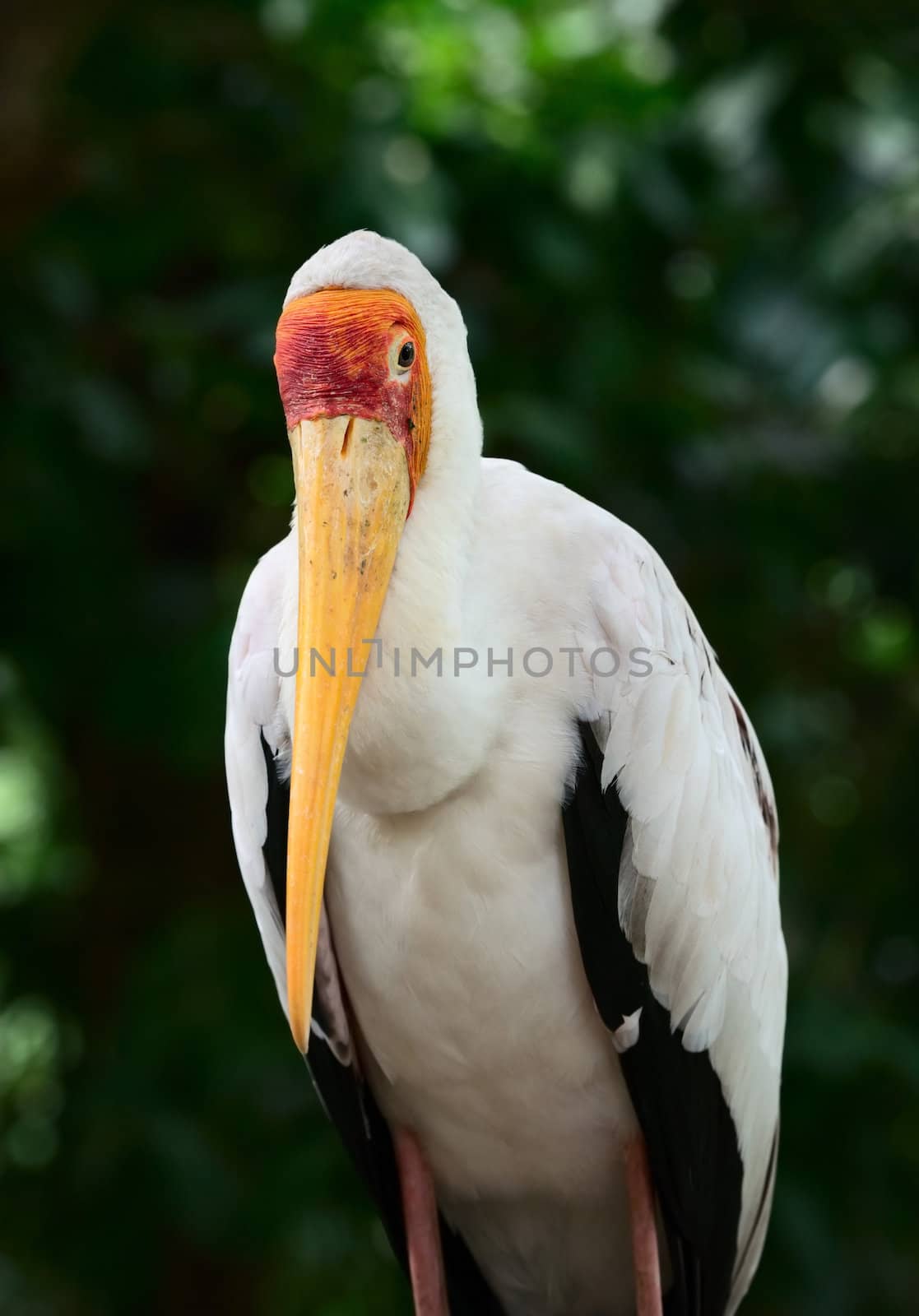 Yellow-billed stork (Mycteria ibis) is a large wading bird in the stork family Ciconiidae.