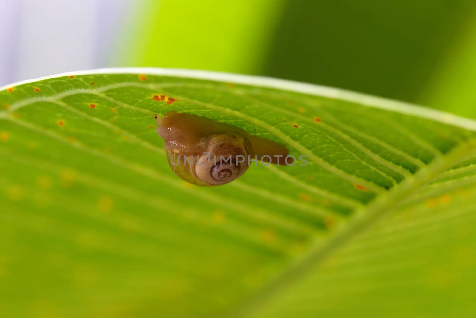 Snail on the green leaves