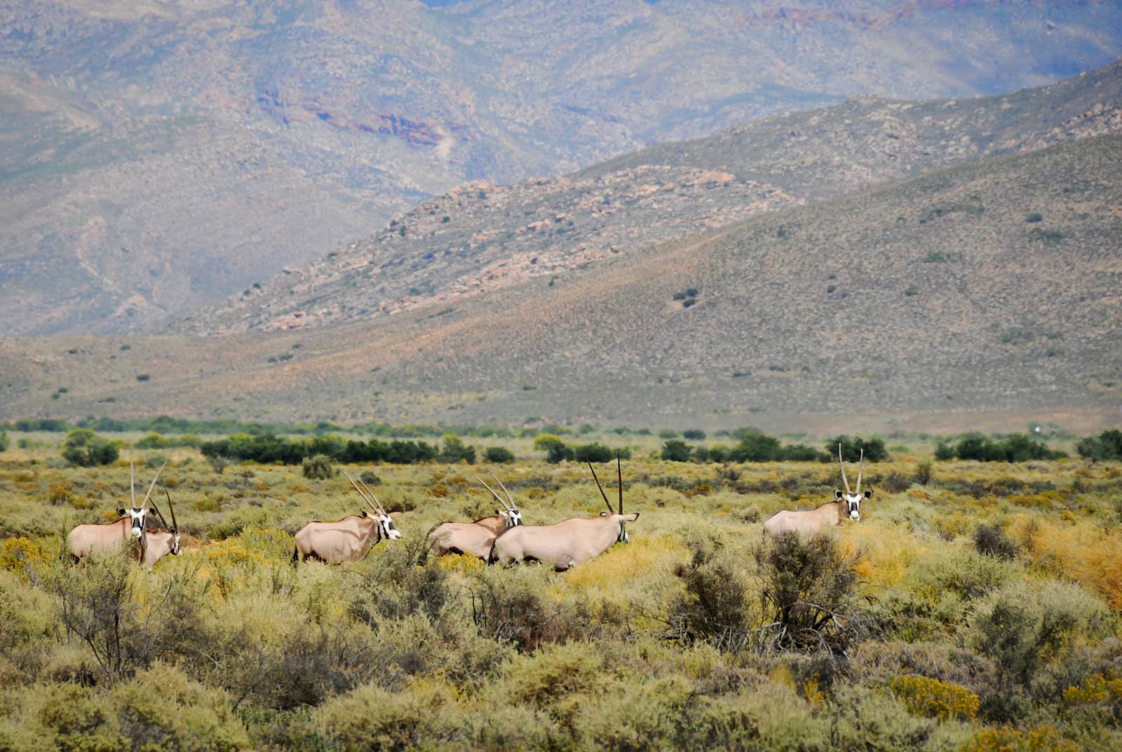 Gemsbok antelopes at South African bush by iryna_rasko