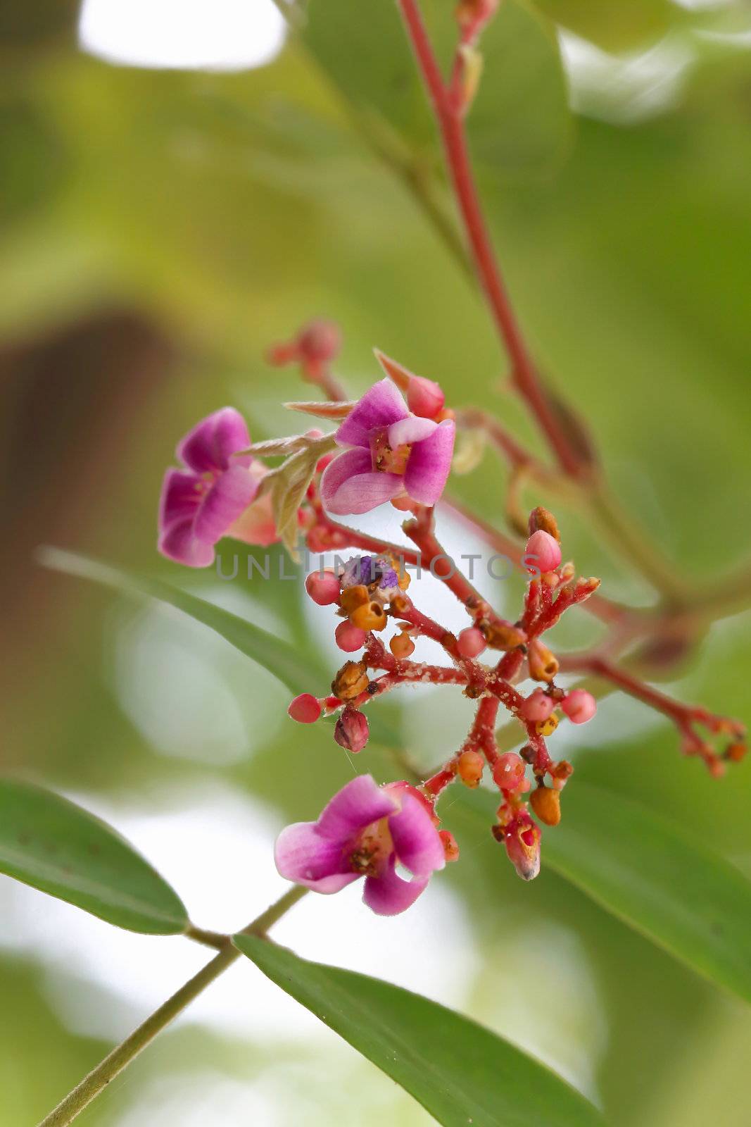 beautiful flower star apple