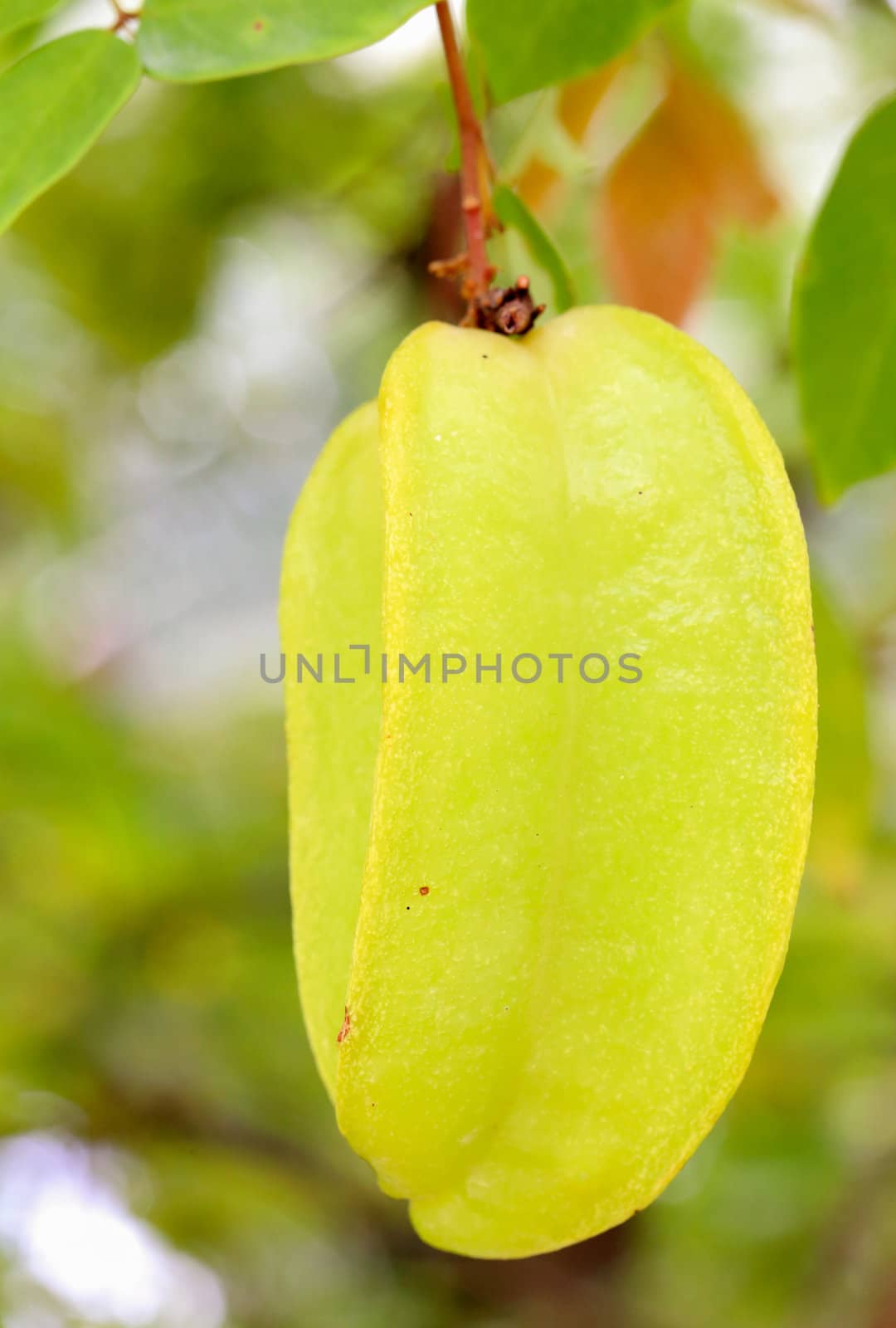 Star apple fruit on the tree ,in thailand