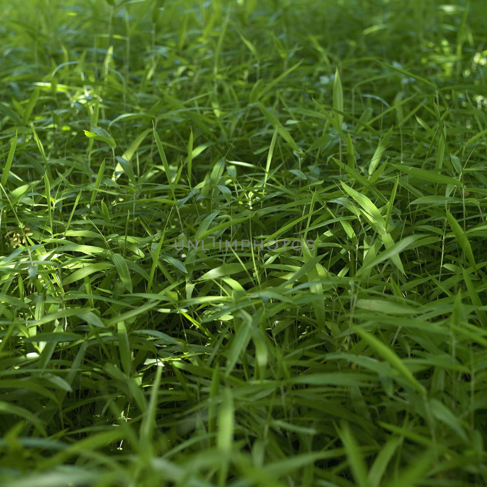 green grass
