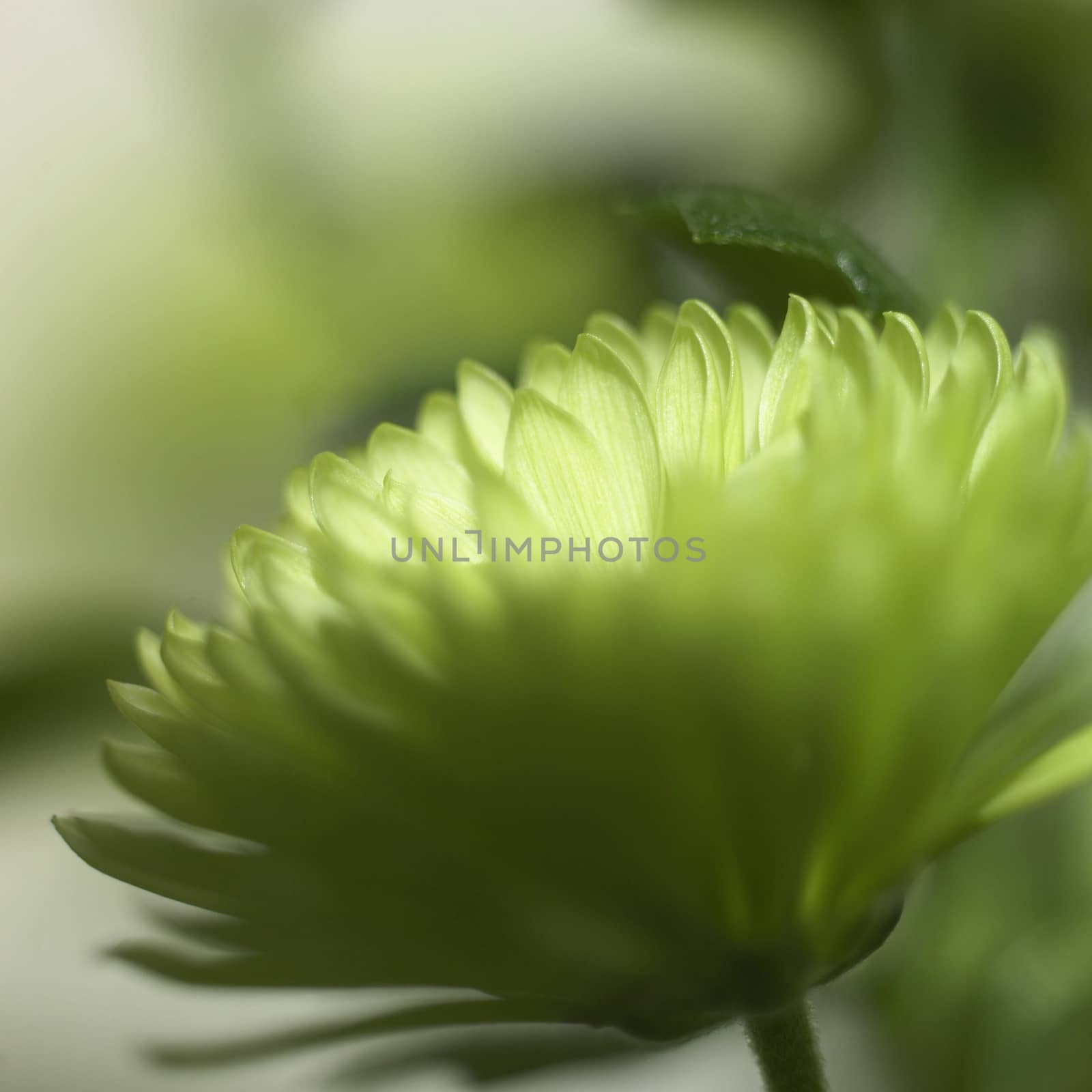 green chrysanthemum by mmm