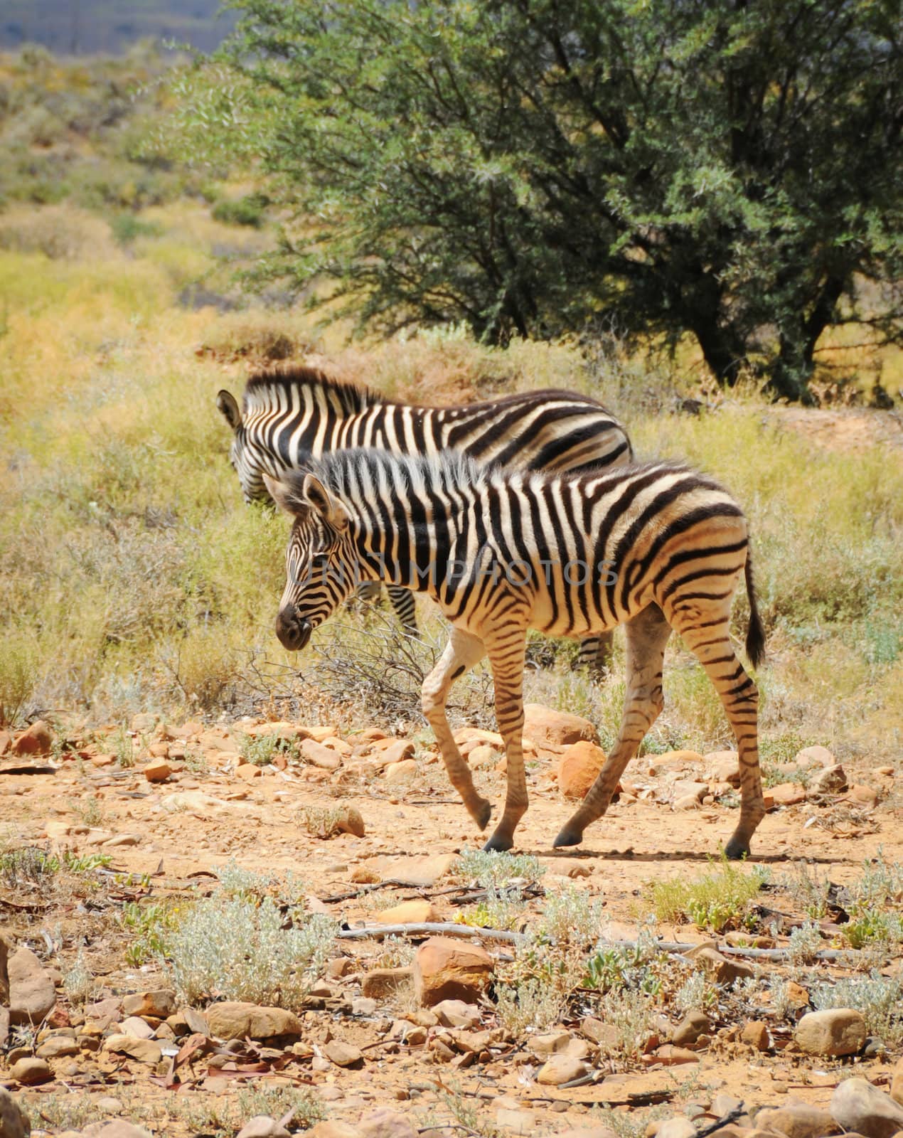 Two wild small zebras foals in Afrian bush