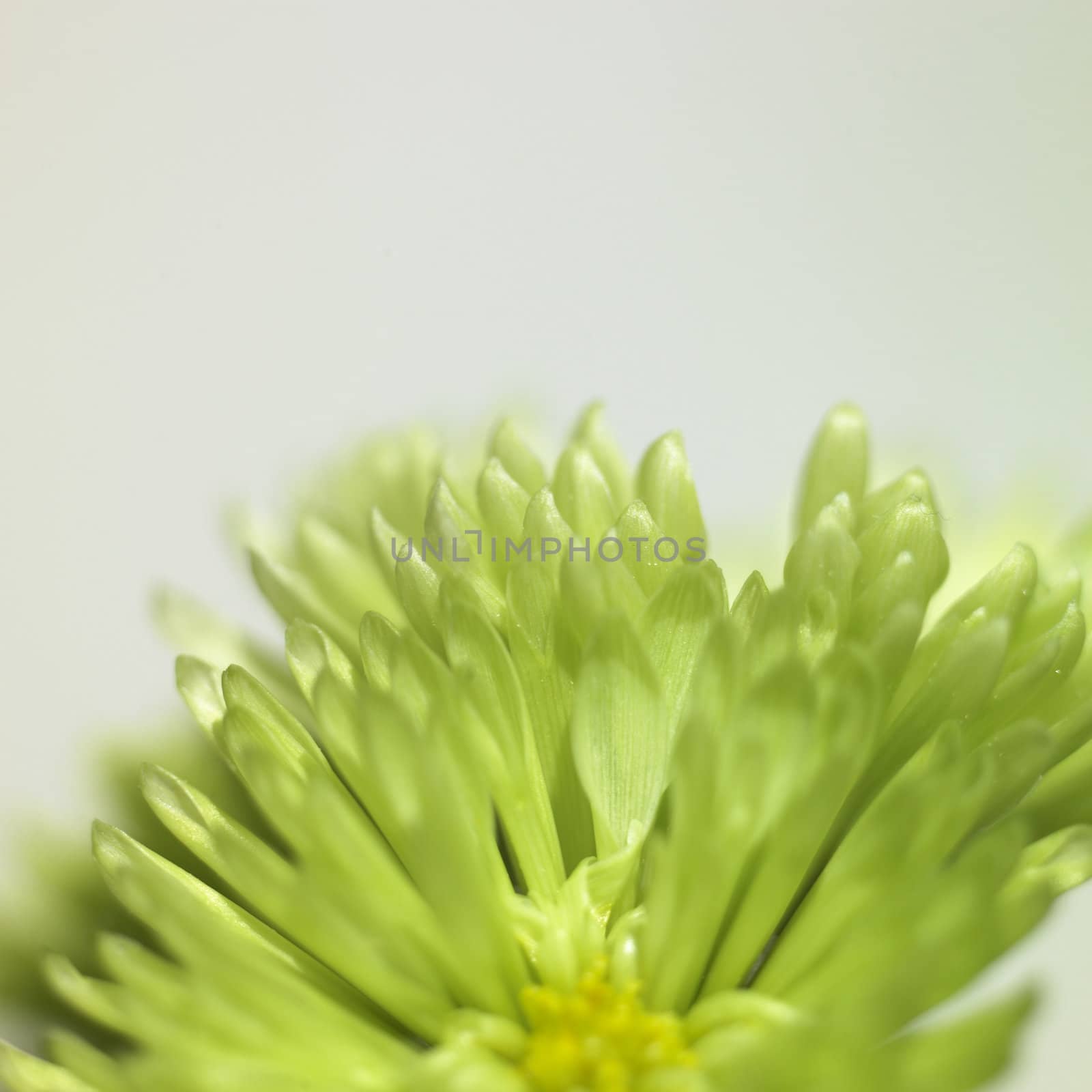 small green chrysanthemum close up