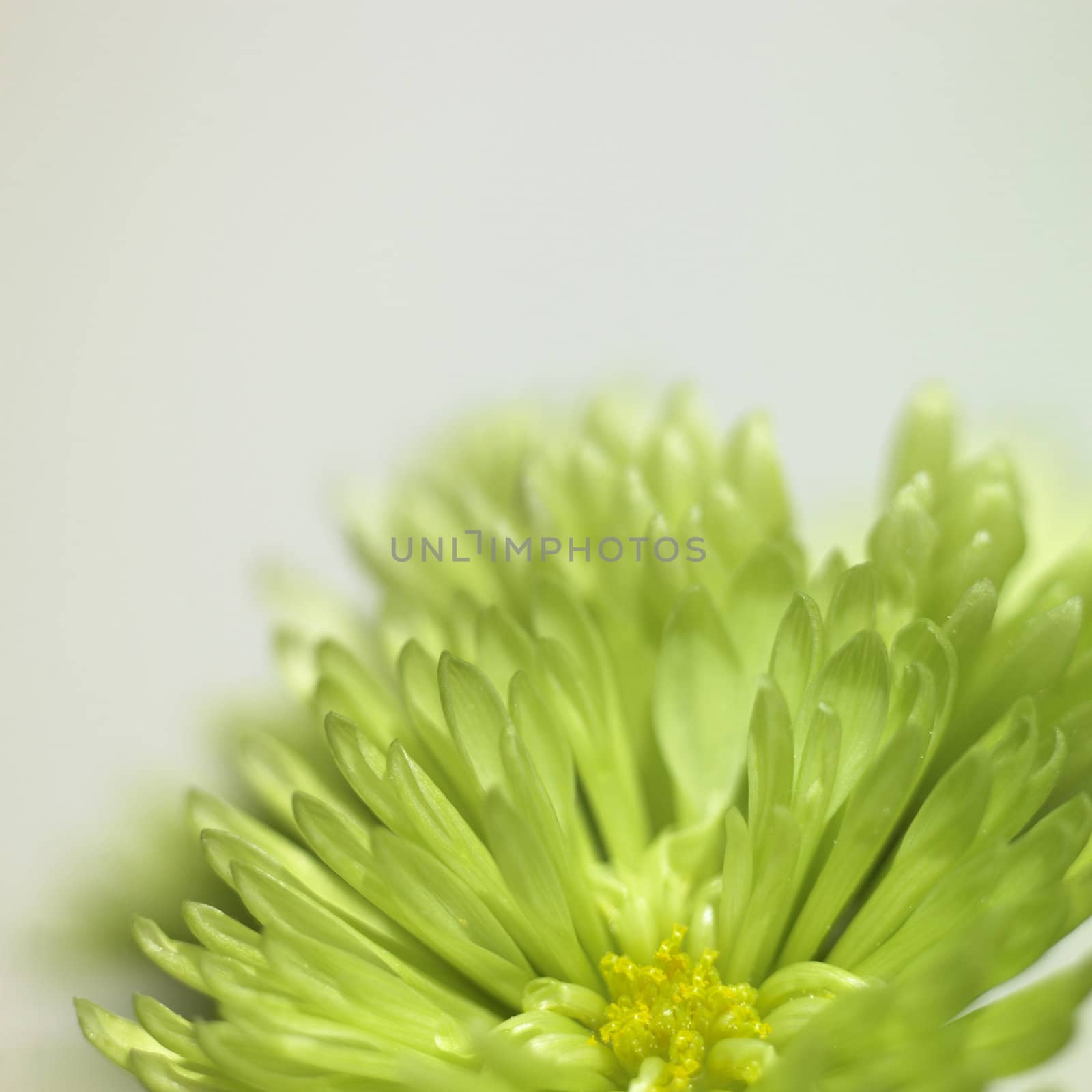 green chrysanthemum by mmm