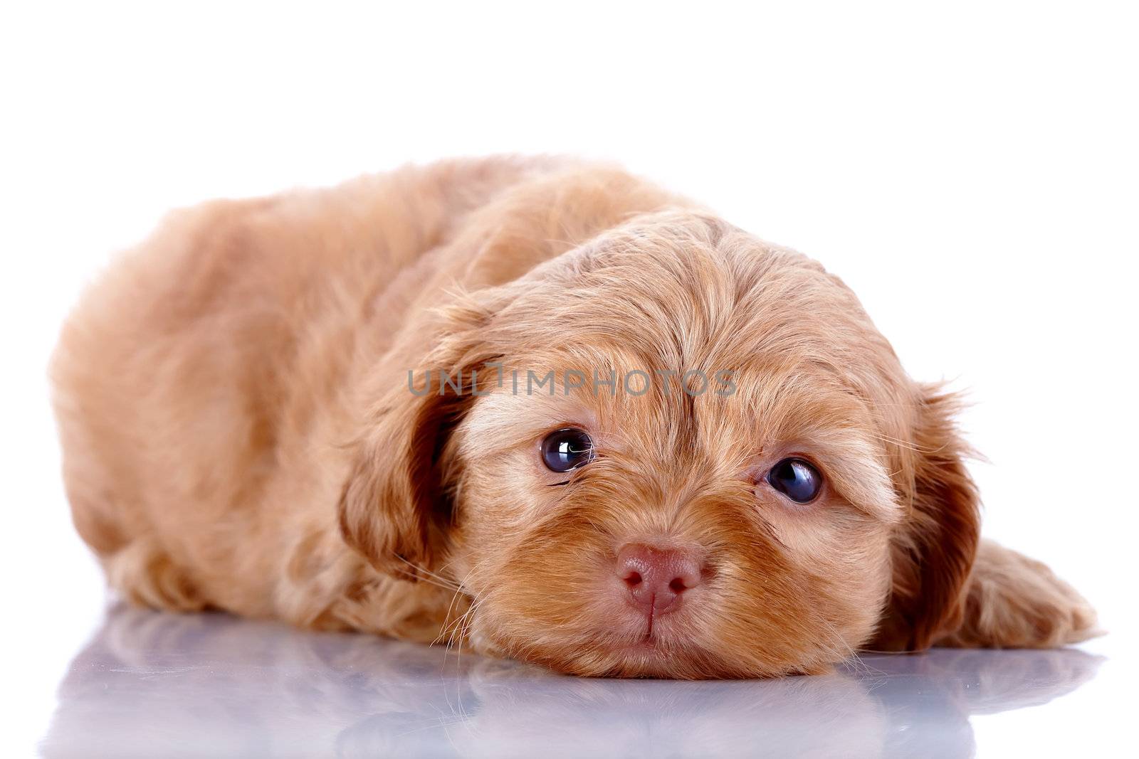 The red puppy of a decorative doggie lies on a white background. by Azaliya