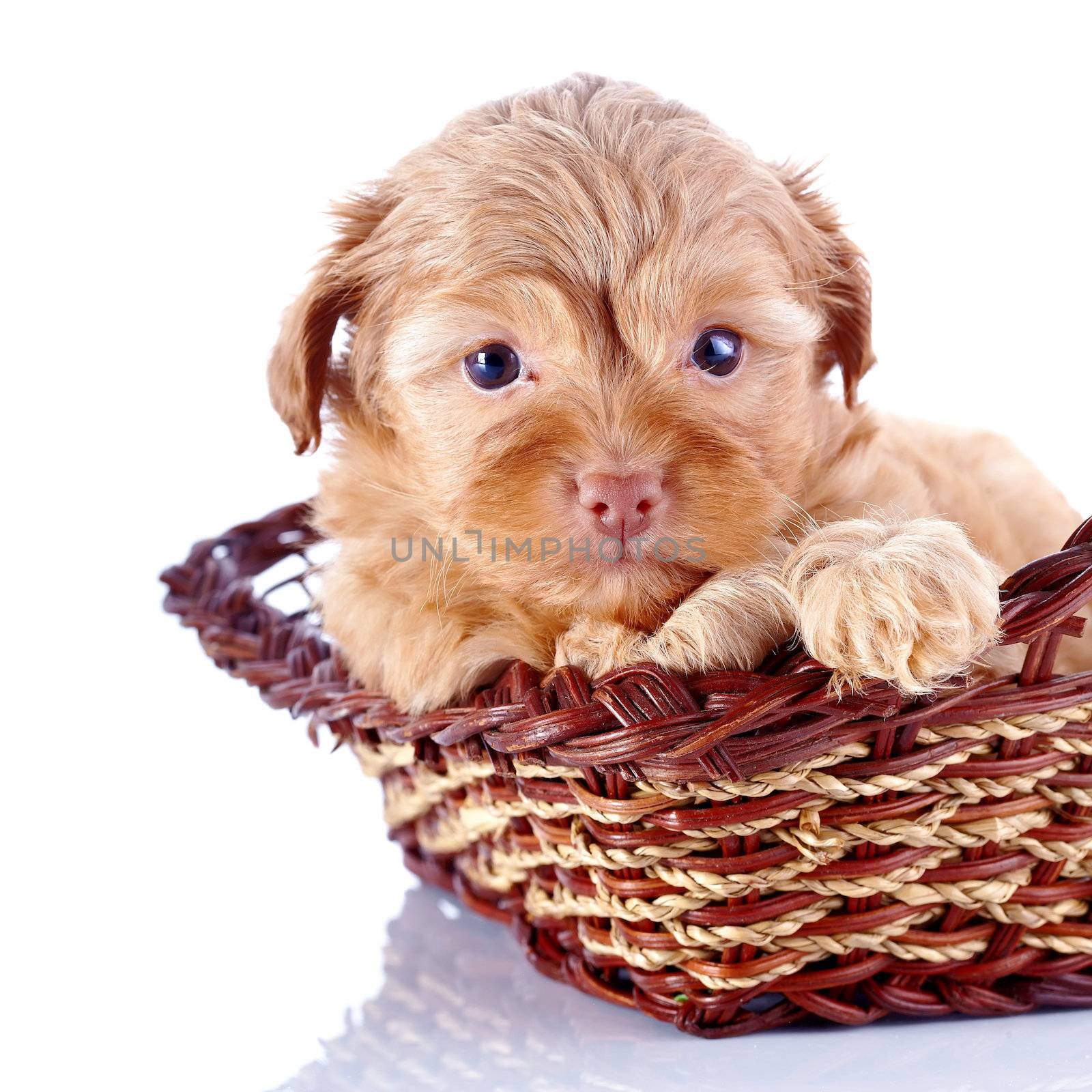Portrait of a small red puppy of a decorative doggie in a wattled basket. by Azaliya