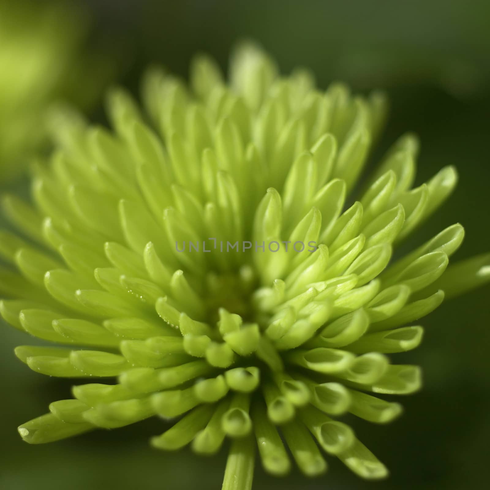 green chrysanthemum by mmm