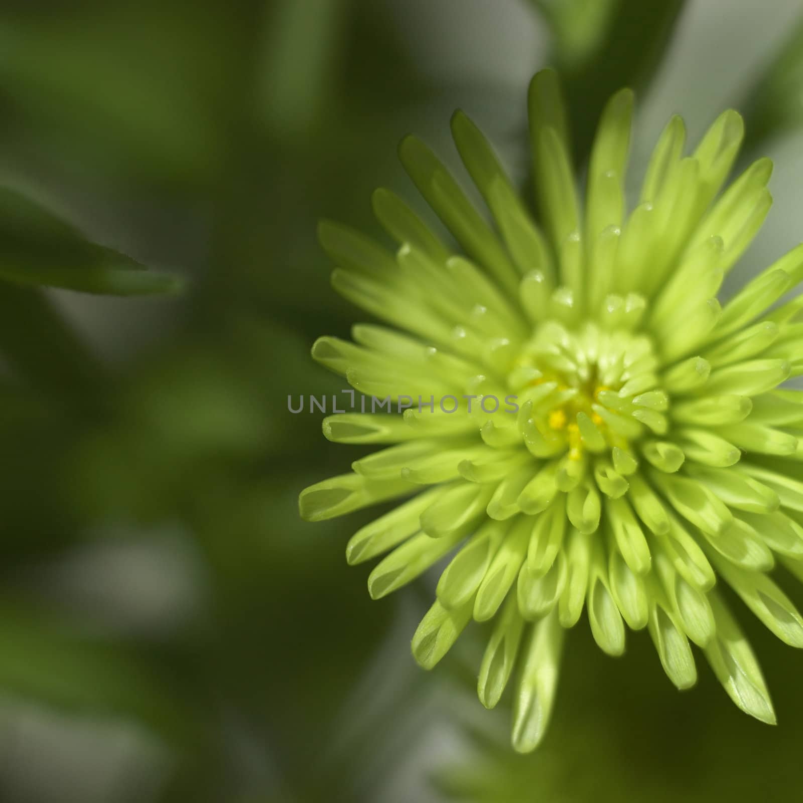 small green chrysanthemum close up