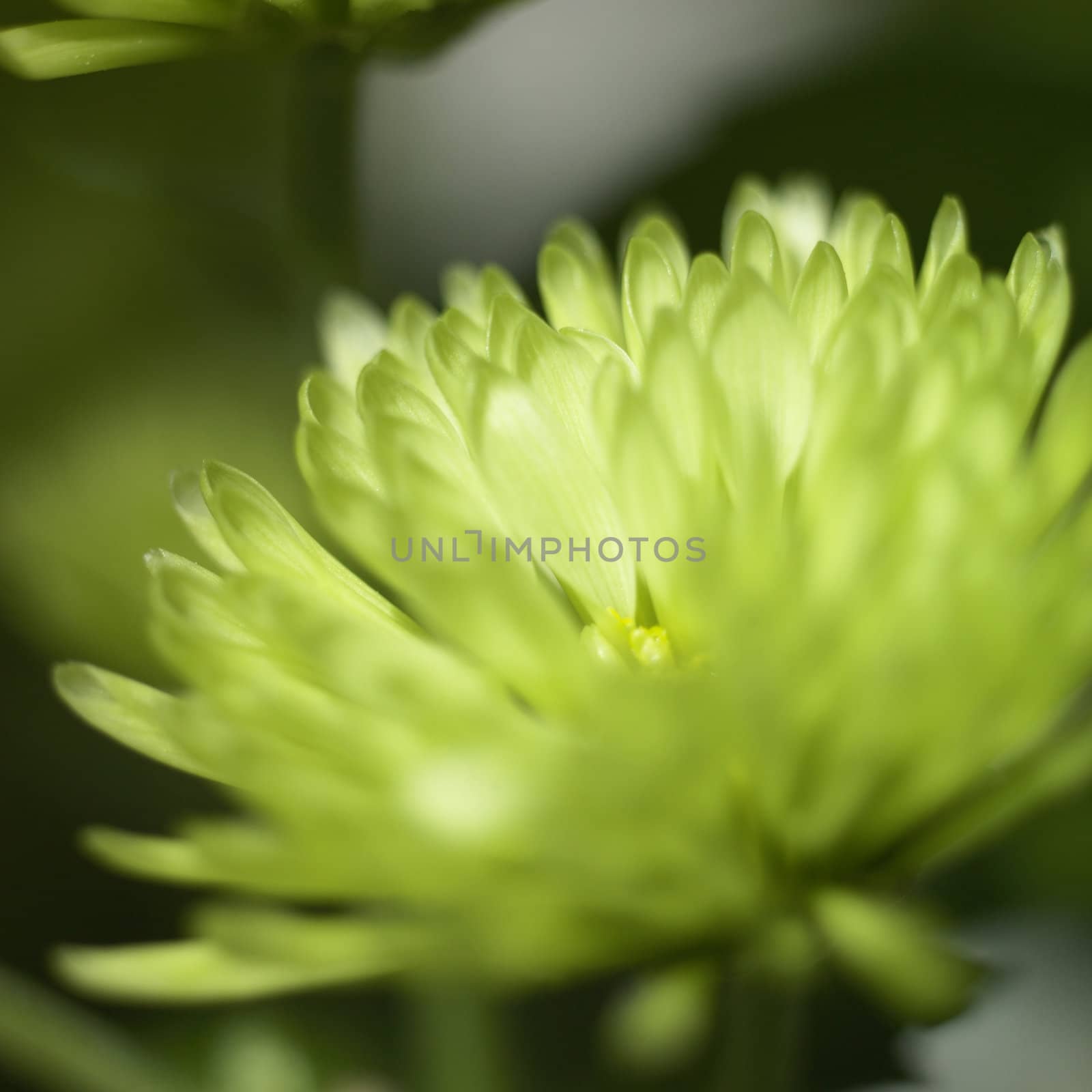 green chrysanthemum by mmm