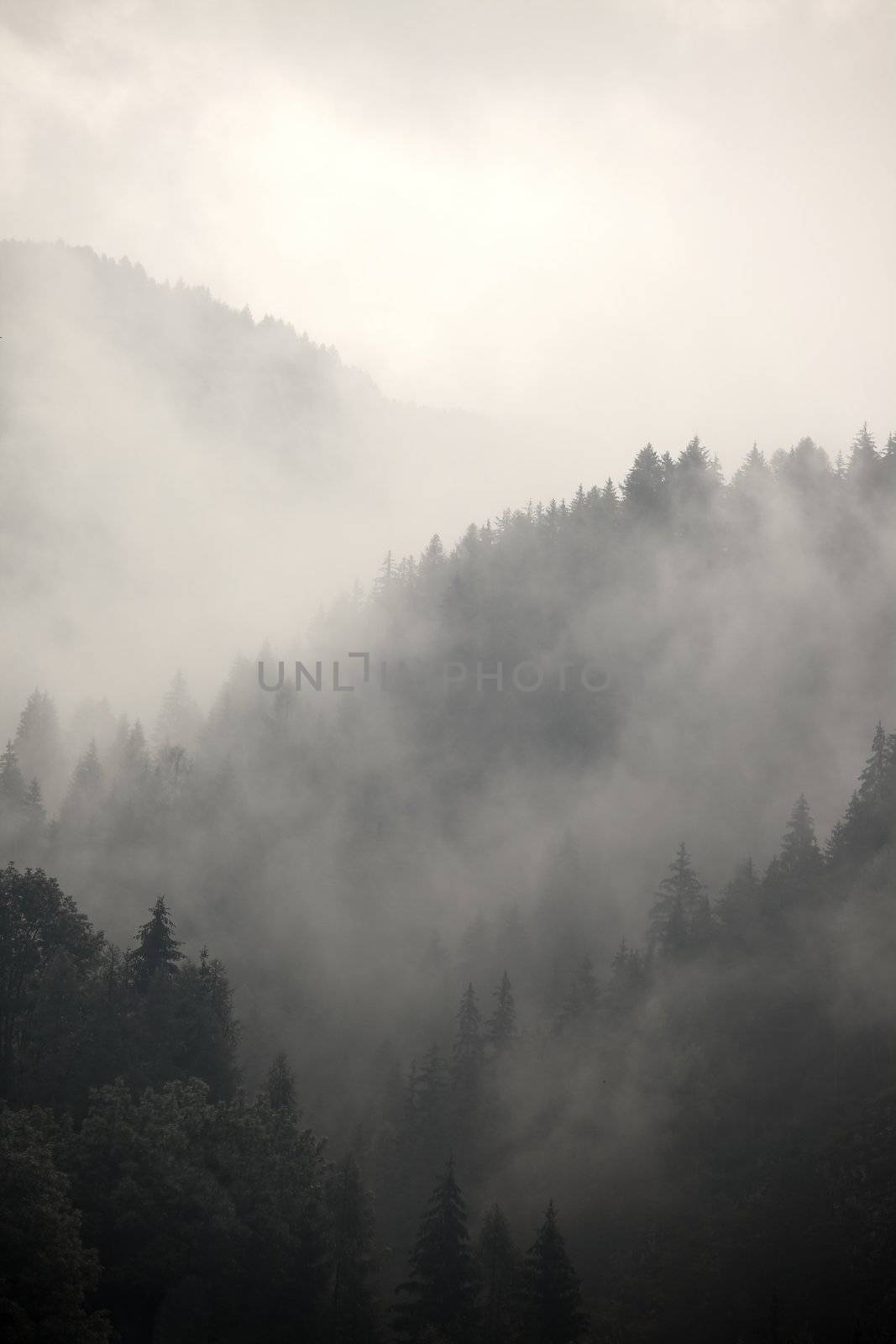 Fog covering the mountain forests