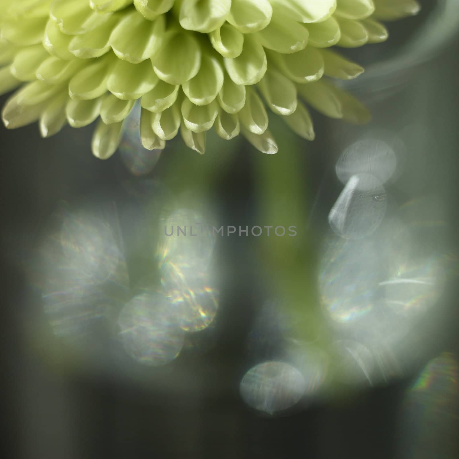 green chrysanthemum by mmm