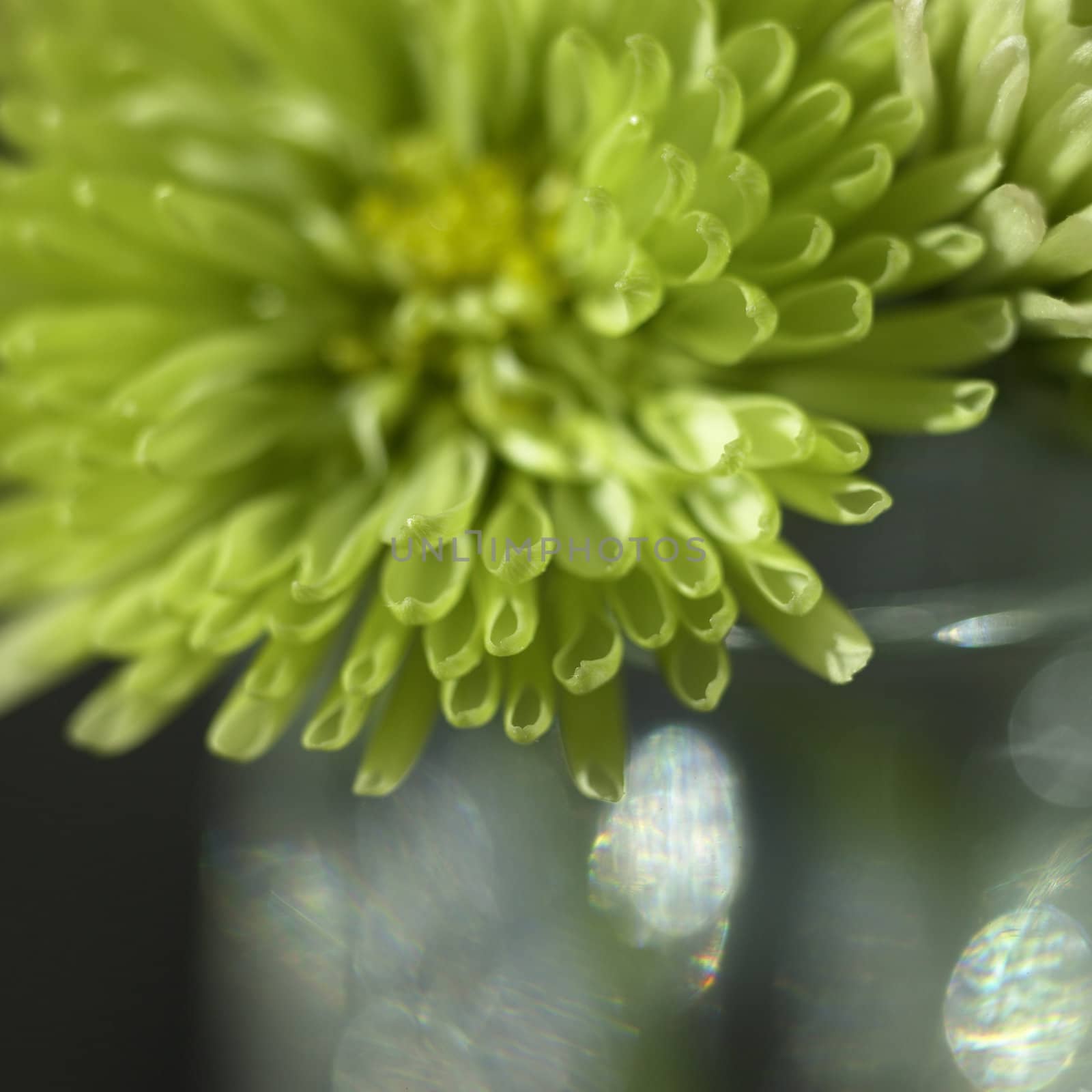 small green chrysanthemum close up