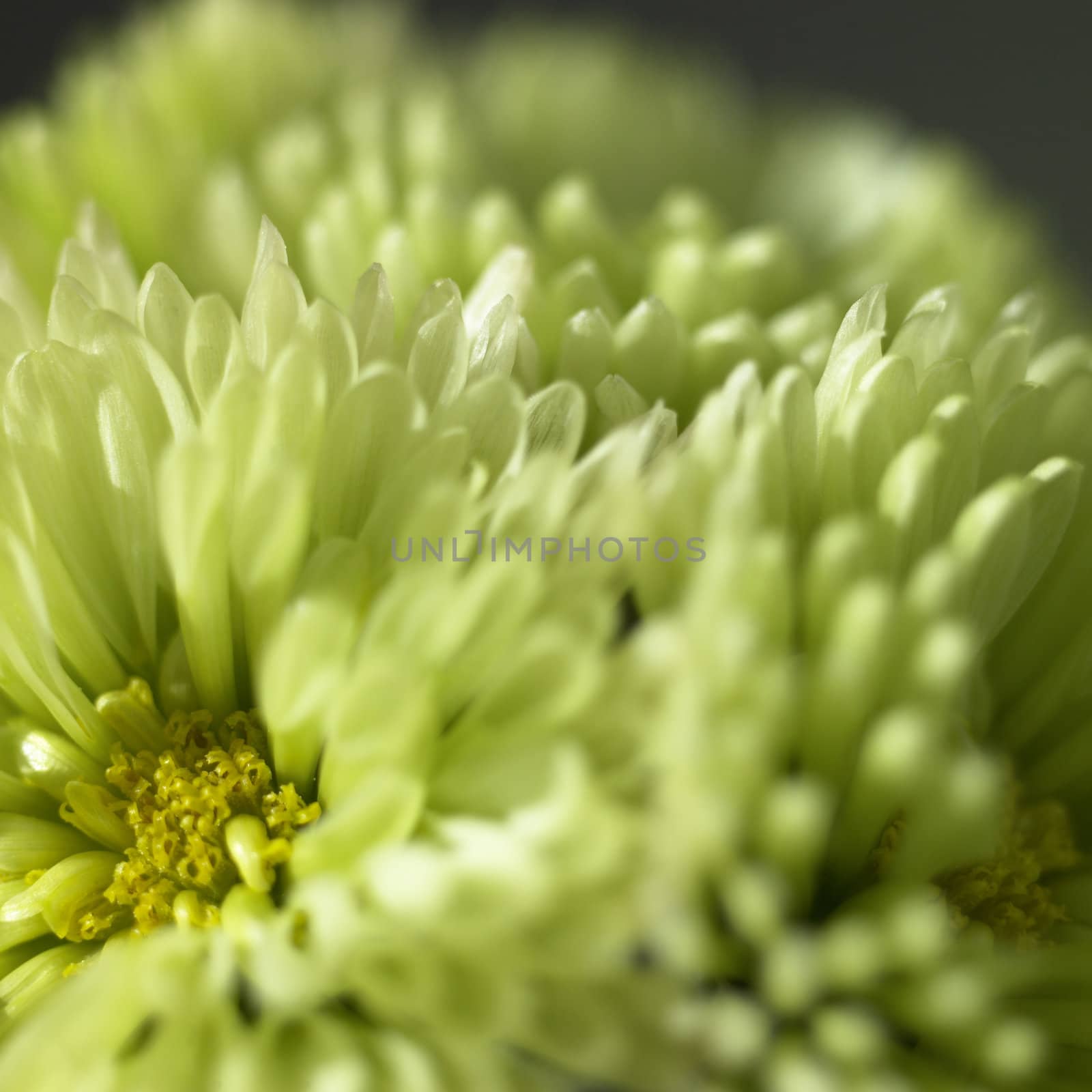 green chrysanthemum by mmm