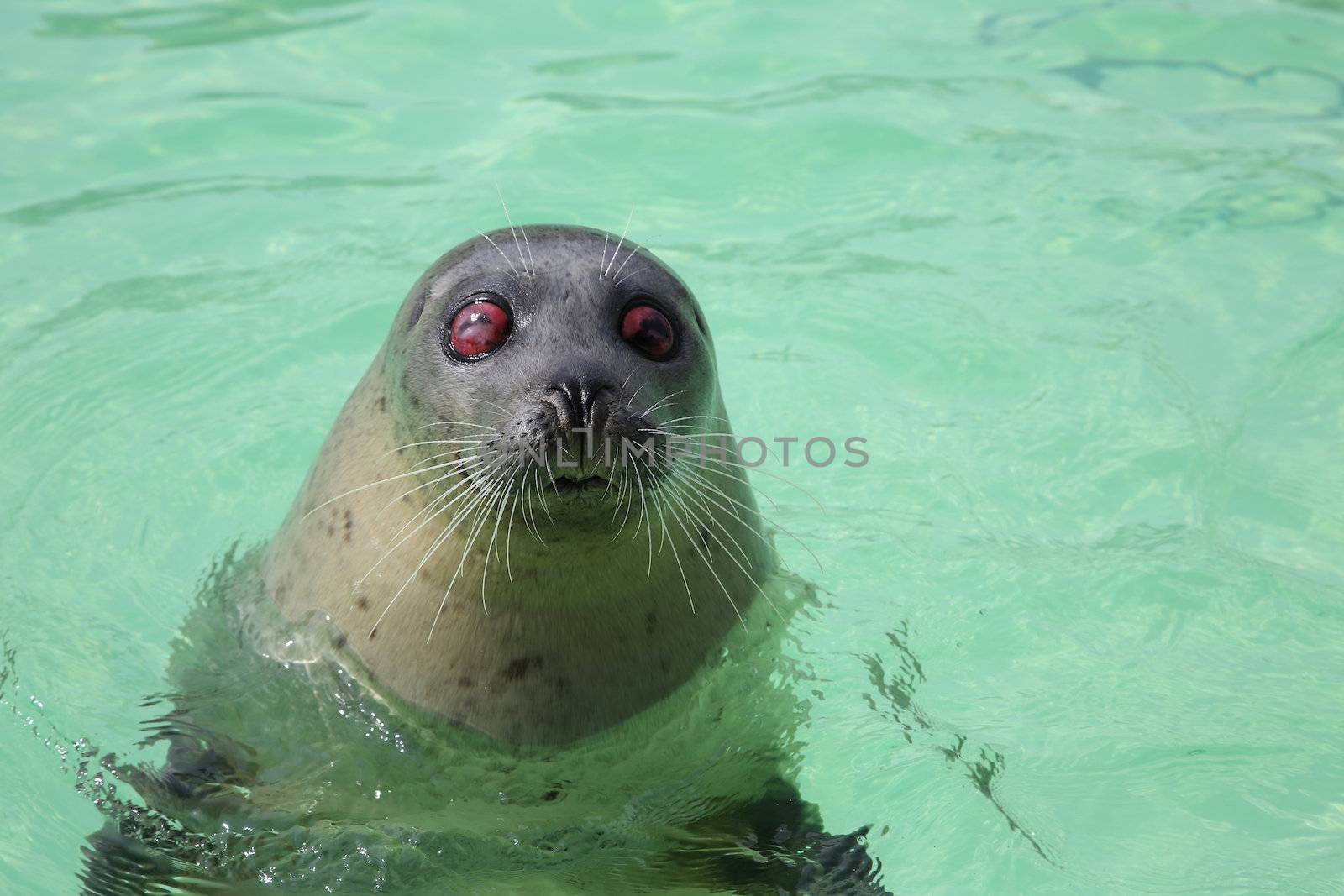 A blind seal in the Ecomare Bassin in Texel