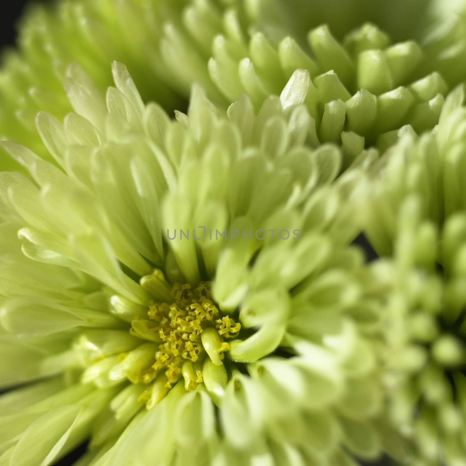 small green chrysanthemum close up