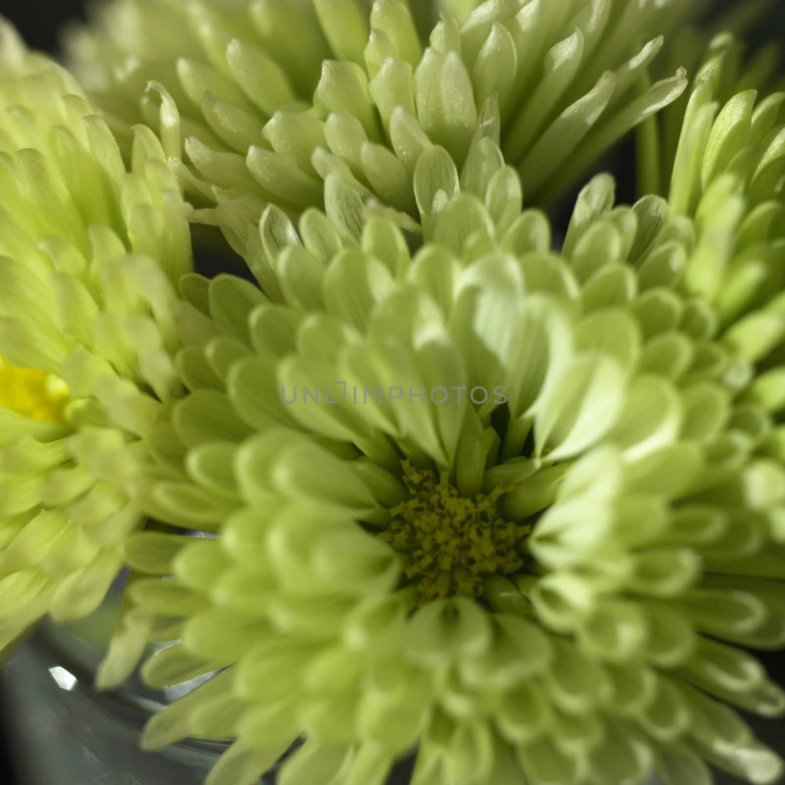 green chrysanthemum by mmm