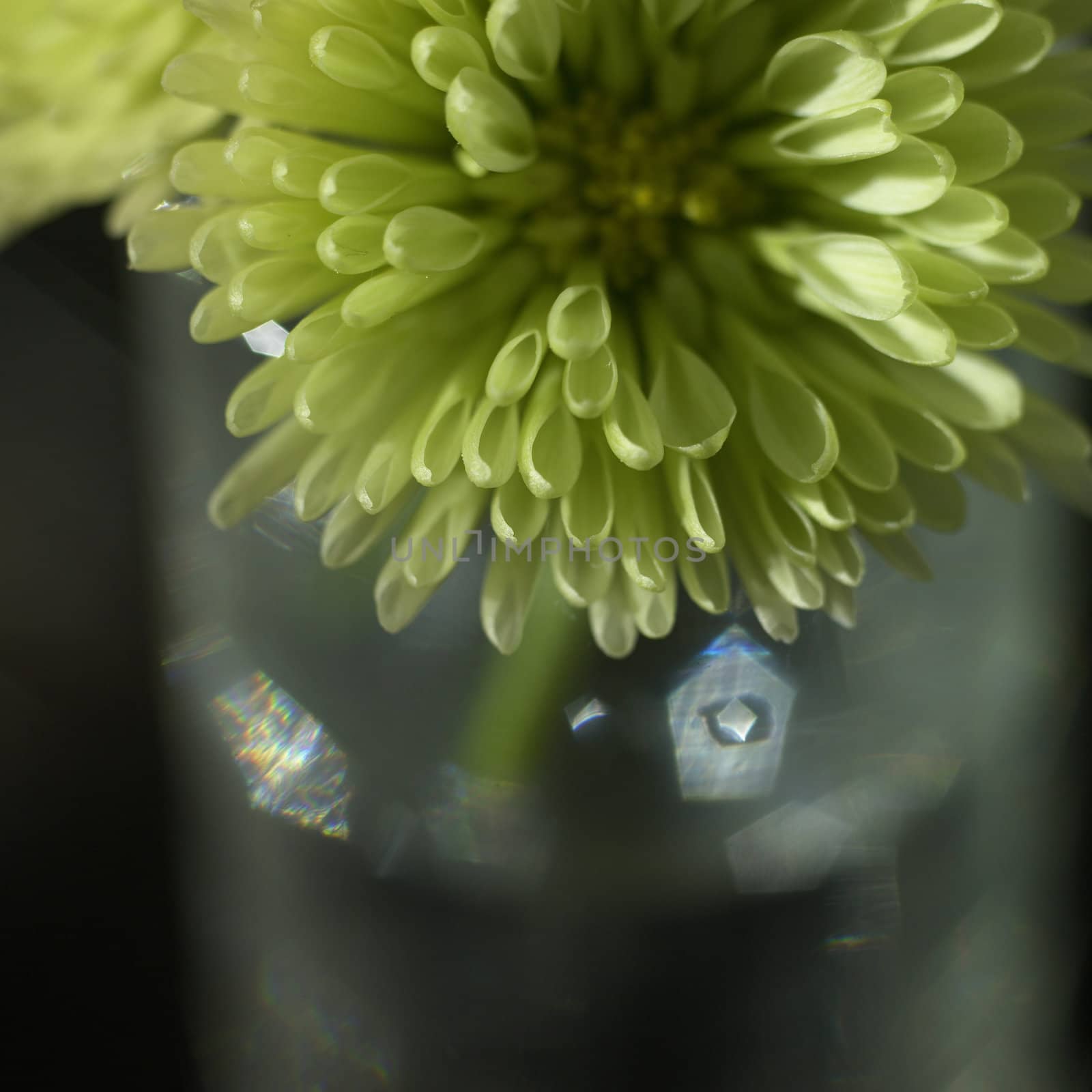 small green chrysanthemum close up