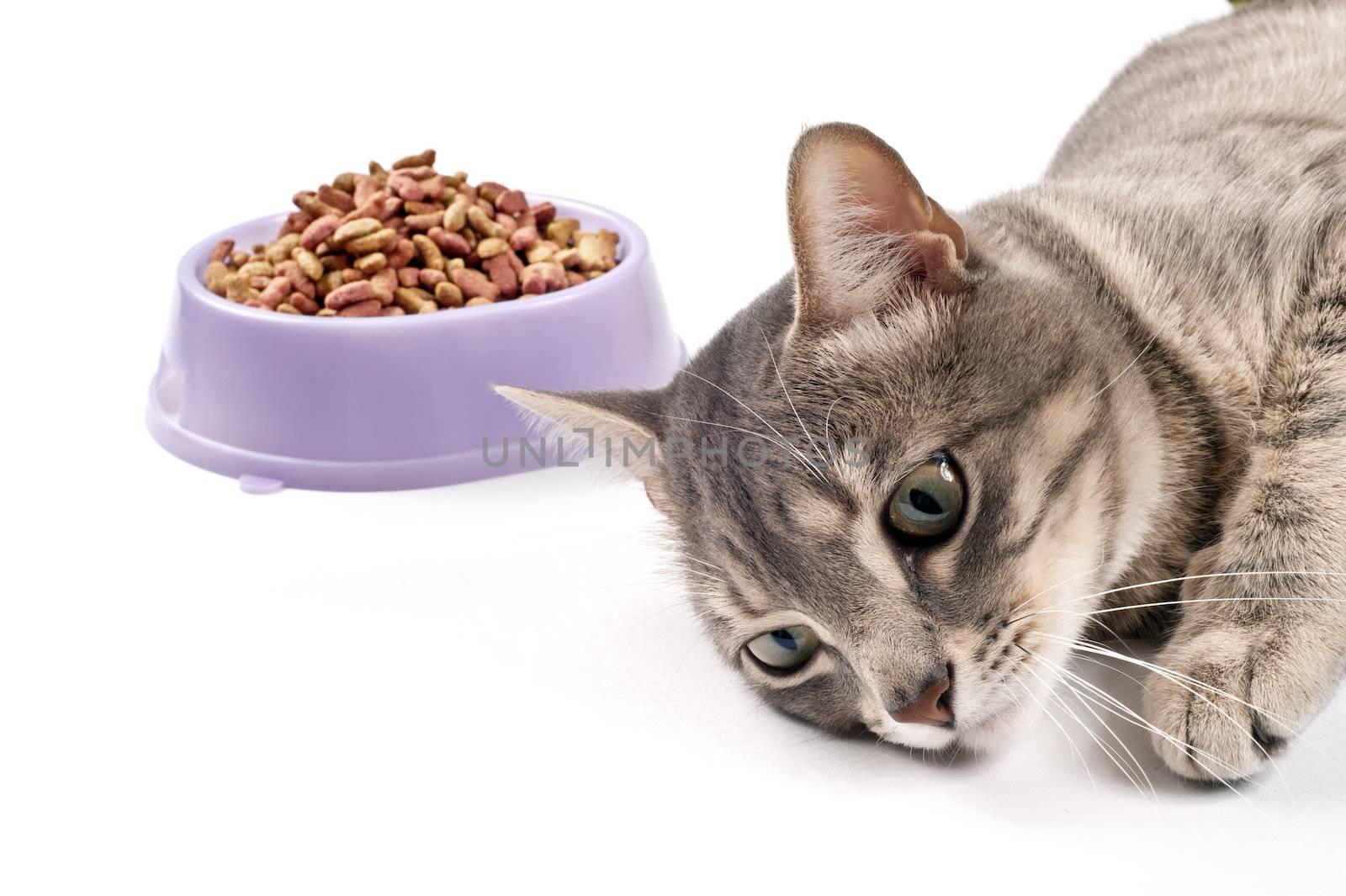 The cat lies near a bowl with food and doesn't want to eat