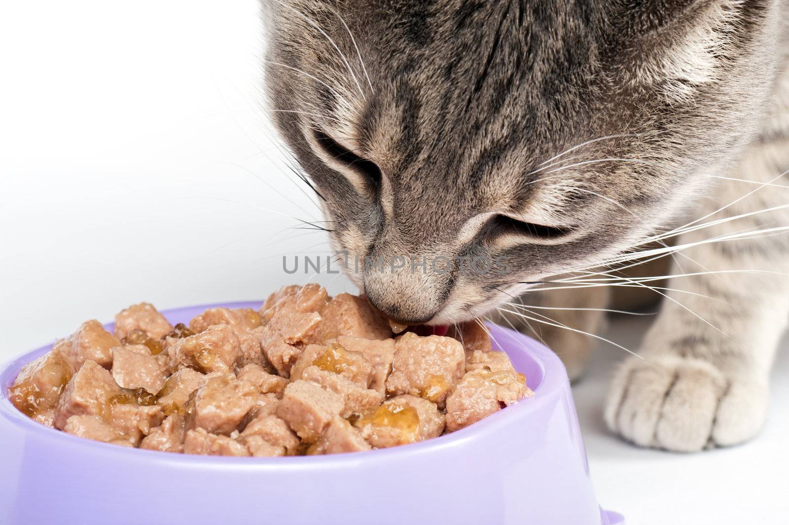 Tabby cat eating food from a bowl by Viktorus