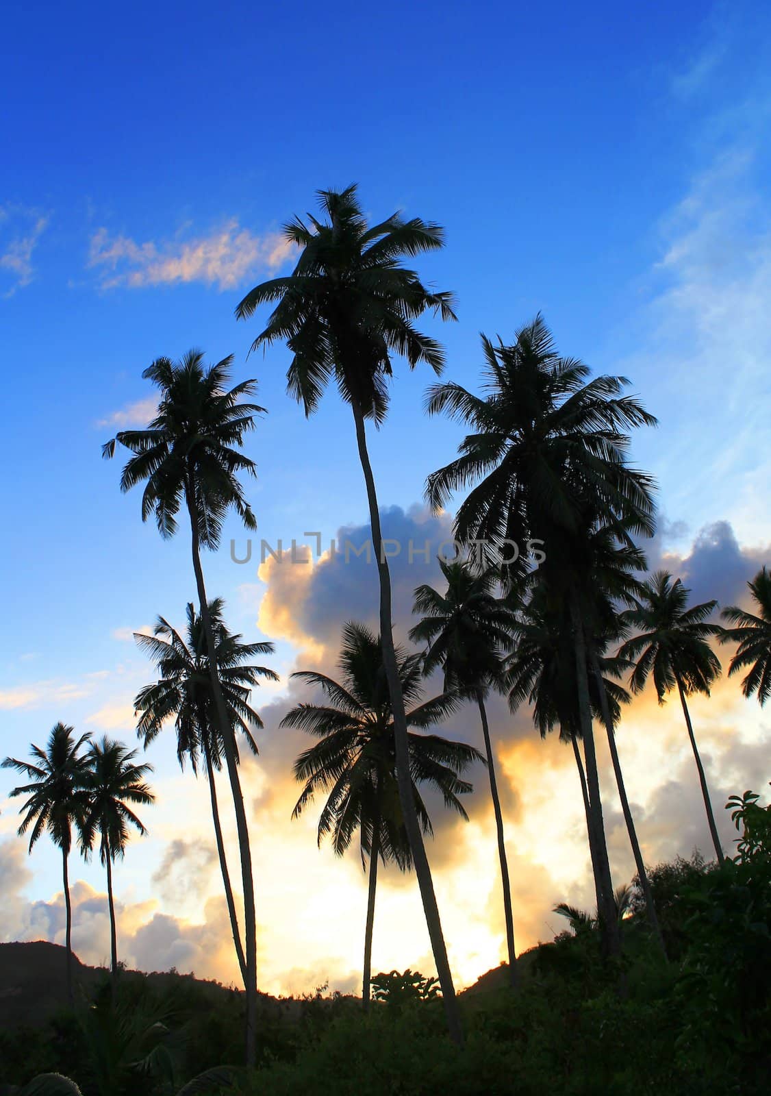 plam trees in sunset with blue sky