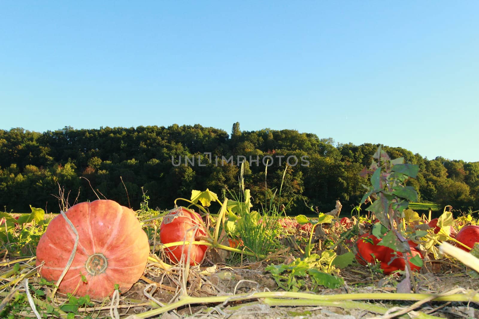 countryside, marrow, pumpkin by nc-a_images