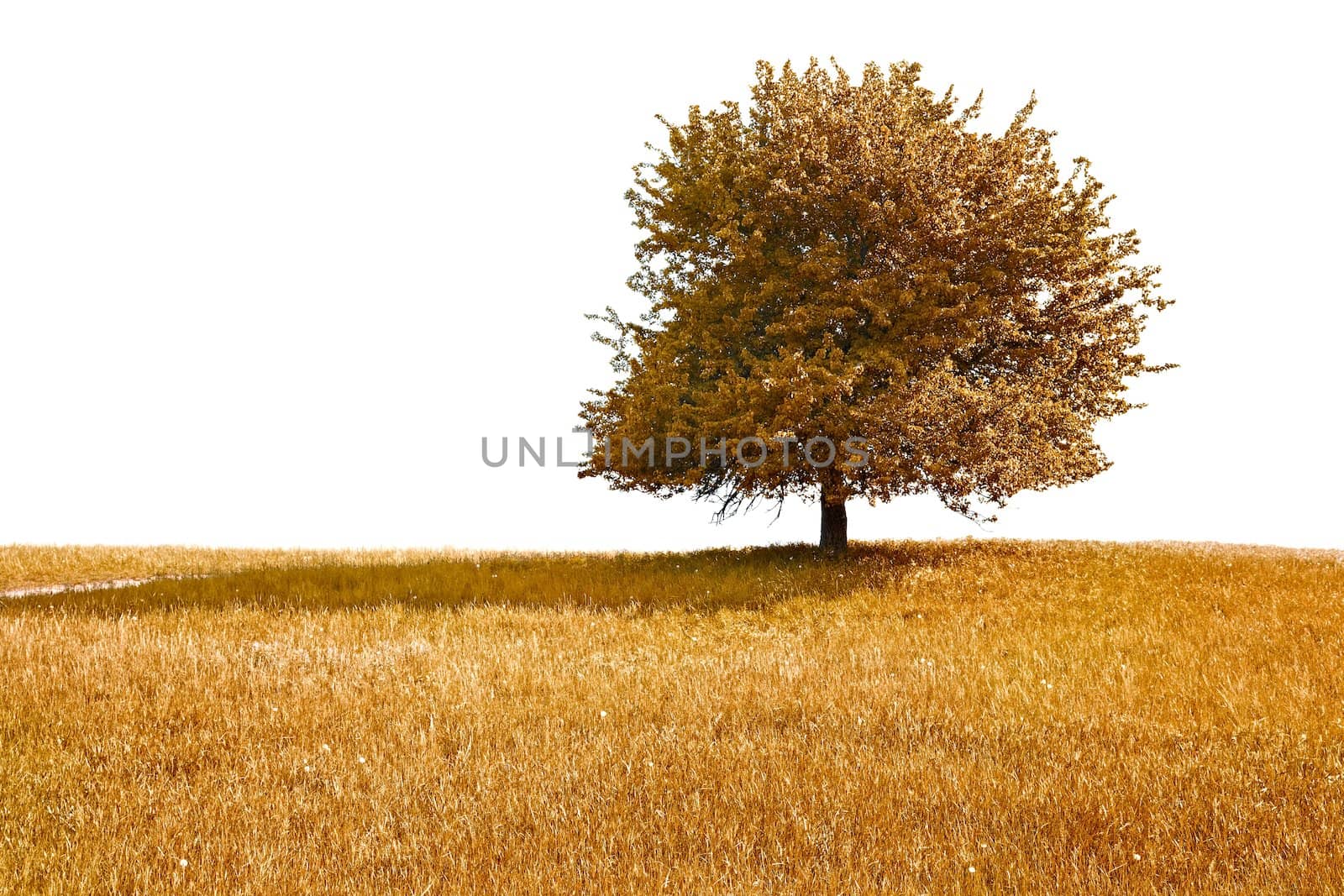 Autumn tree and meadow, white background