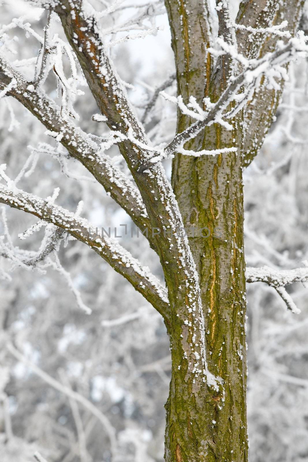 Winter tree by Gudella