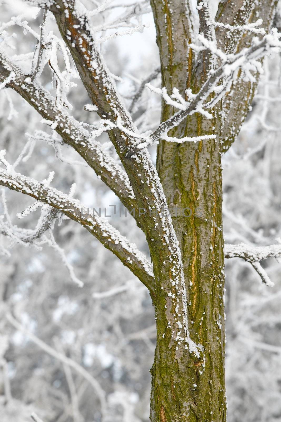 Winter tree detail with frost