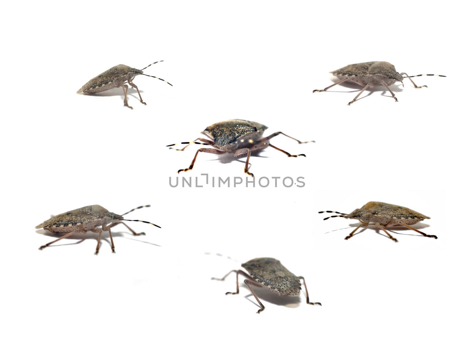 Beetle copperhead black mustache (Carpocoris purpureipennison) a white background, photo montage of several insect facsimiles of the front view, side view, rear view