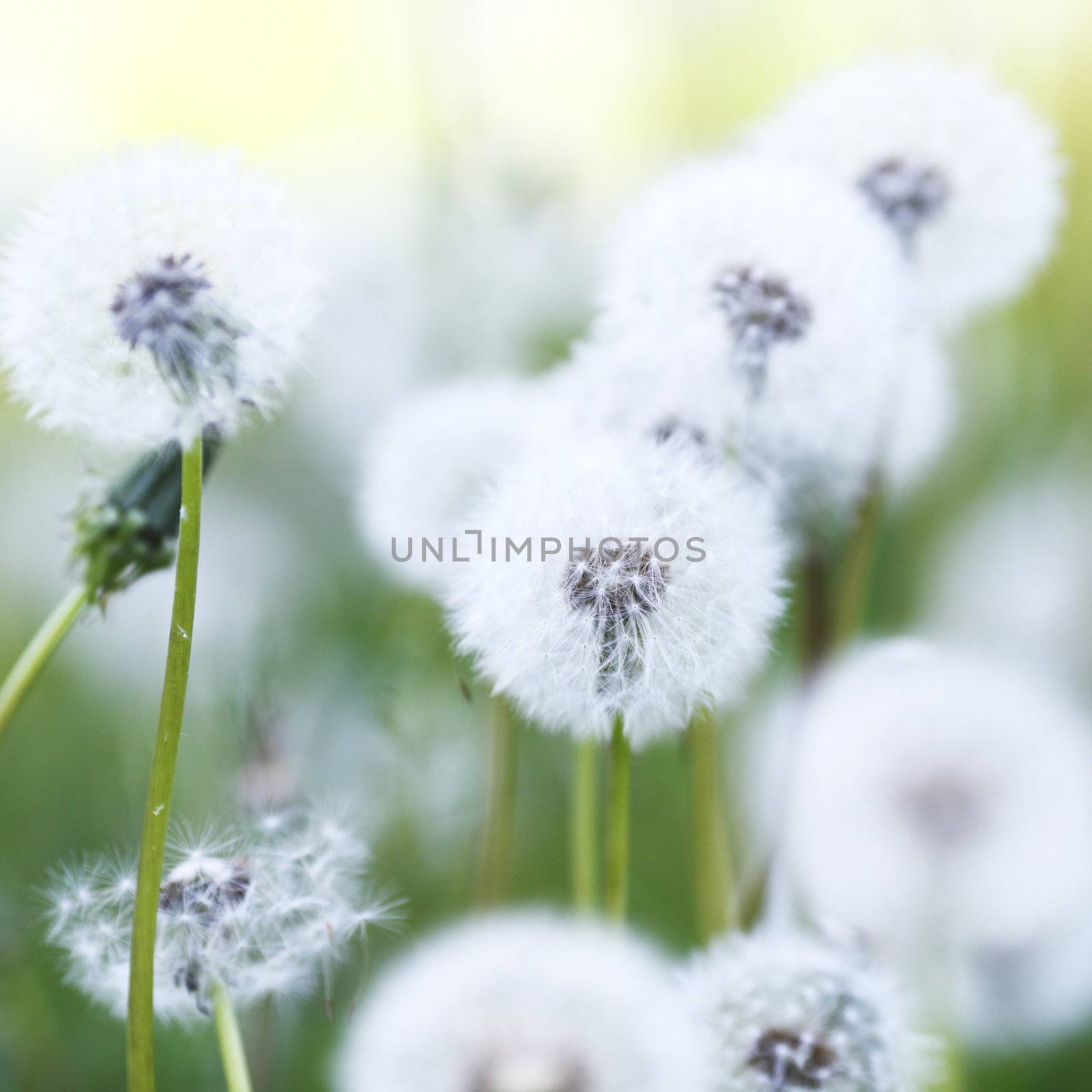 Beautiful white dandelion flowers close-up