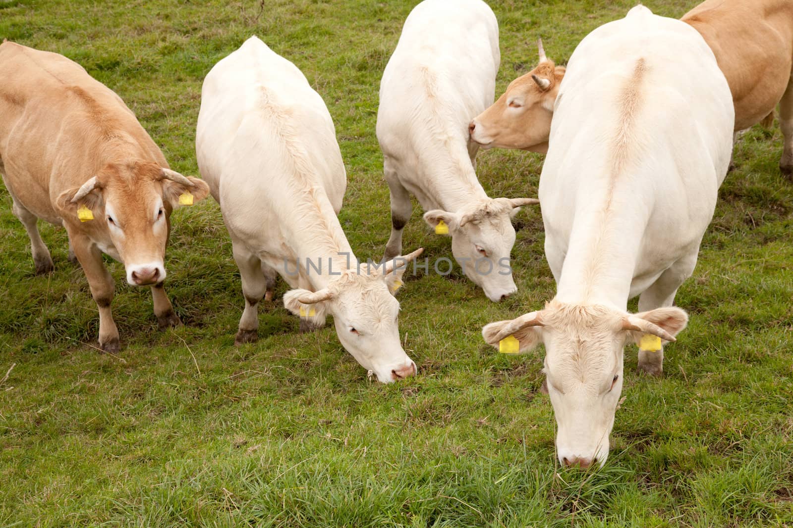 white and brown cows in dutch meadow by ahavelaar