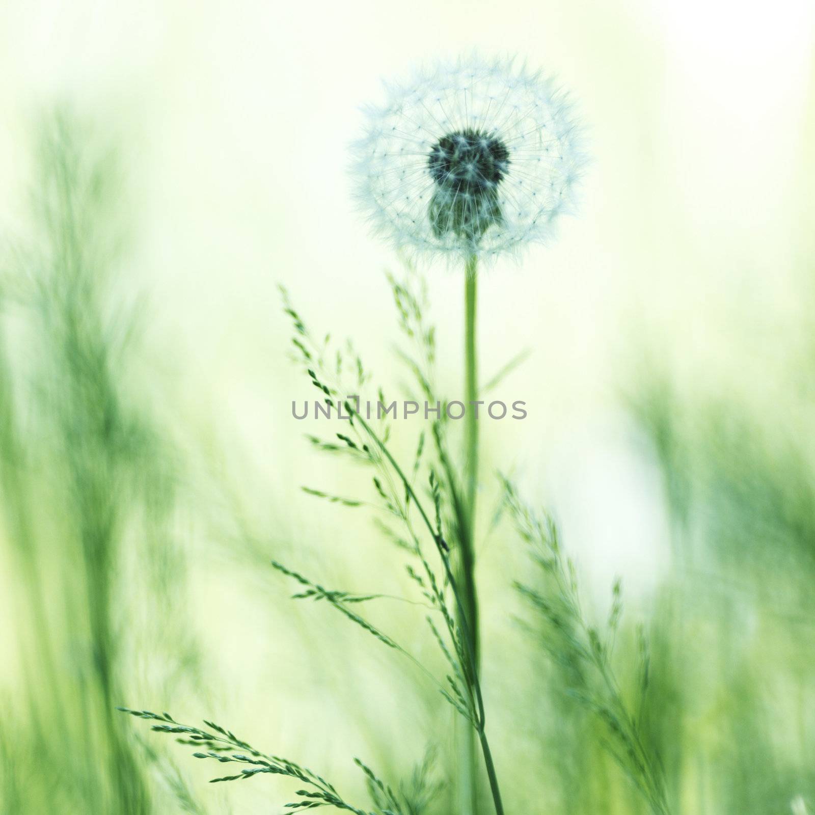 Beautiful white dandelion flower close-up