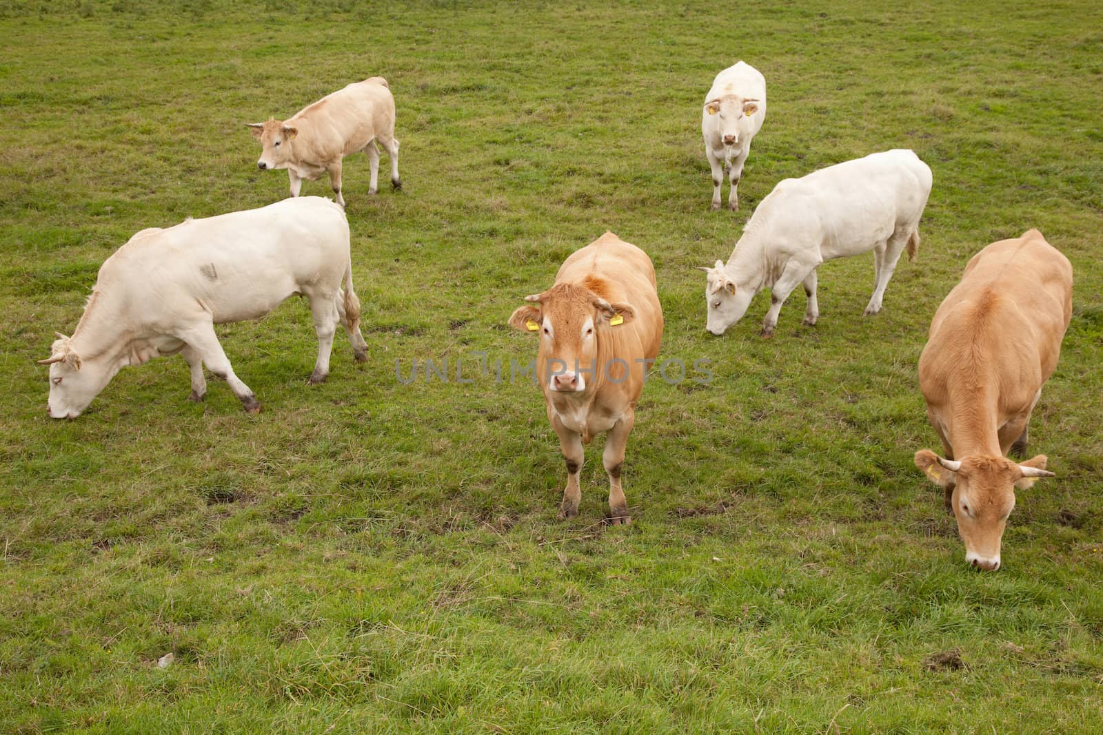 white and brown cows in  meadow in the netherlands