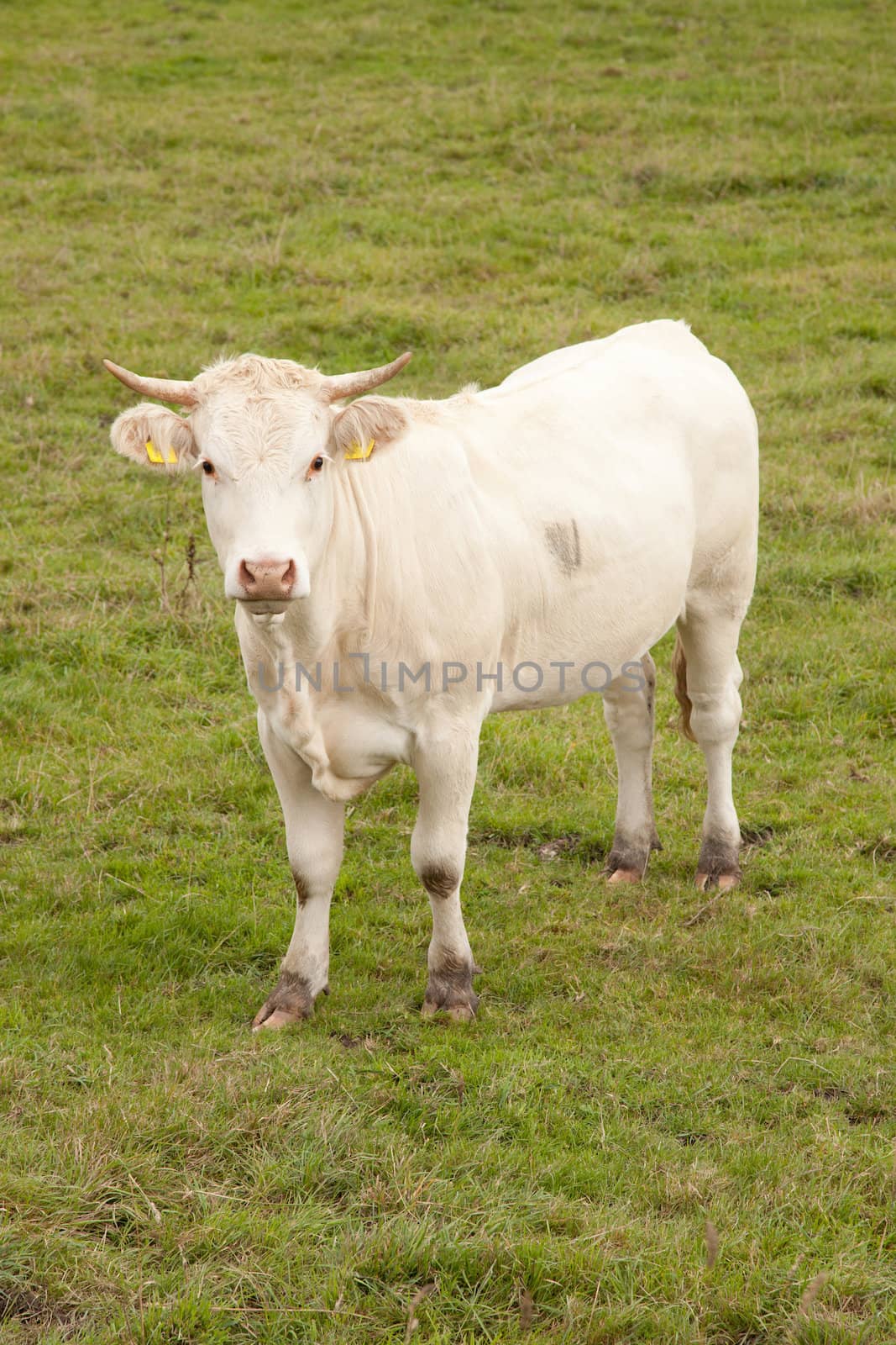 white cow in meadow looking up