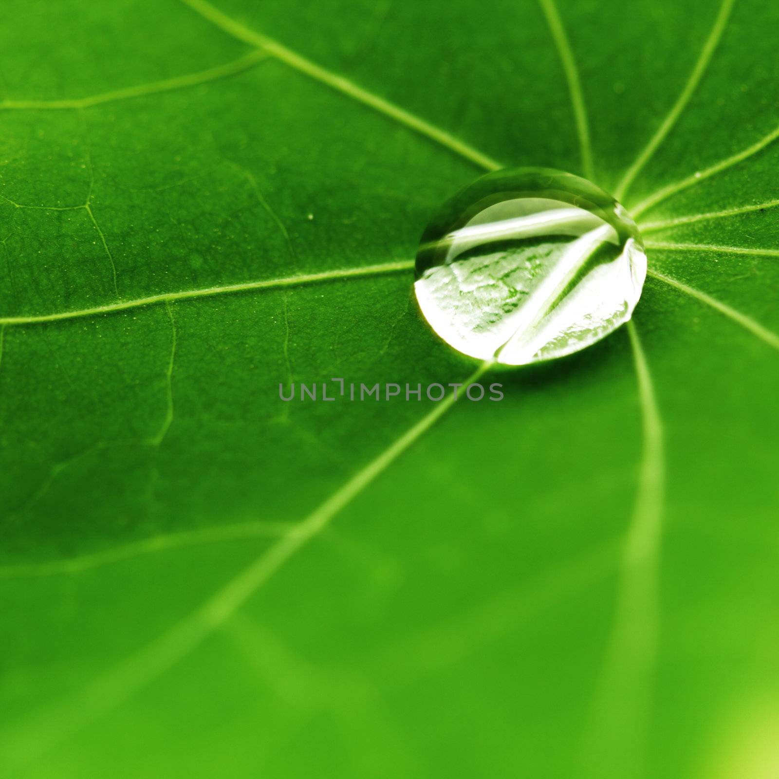 Water drop on green Nasturtium leaf macro