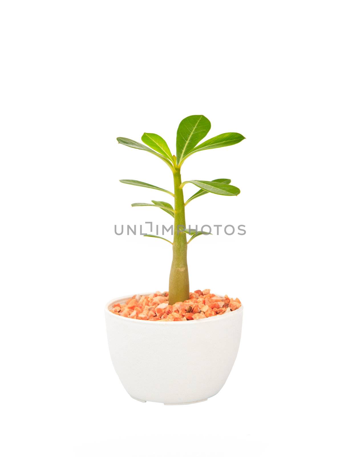 cactus tree plant  with green leaves in white pot isolated white