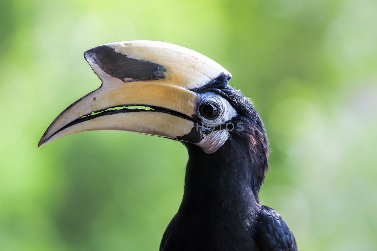 Oriental Pied Hornbill in the jungle in Borneo