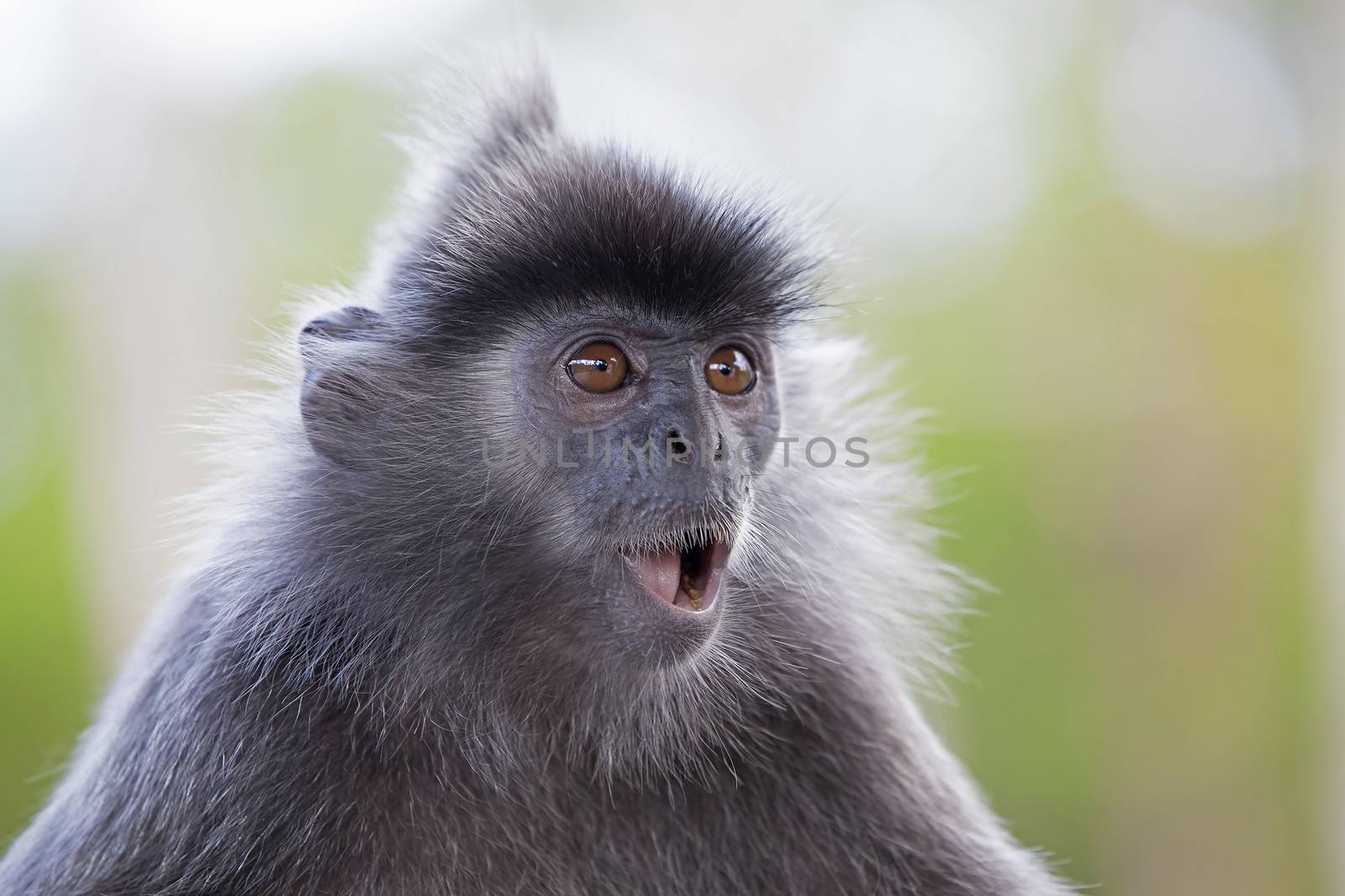 A silver leaf monkey in the mangrove of Borneo