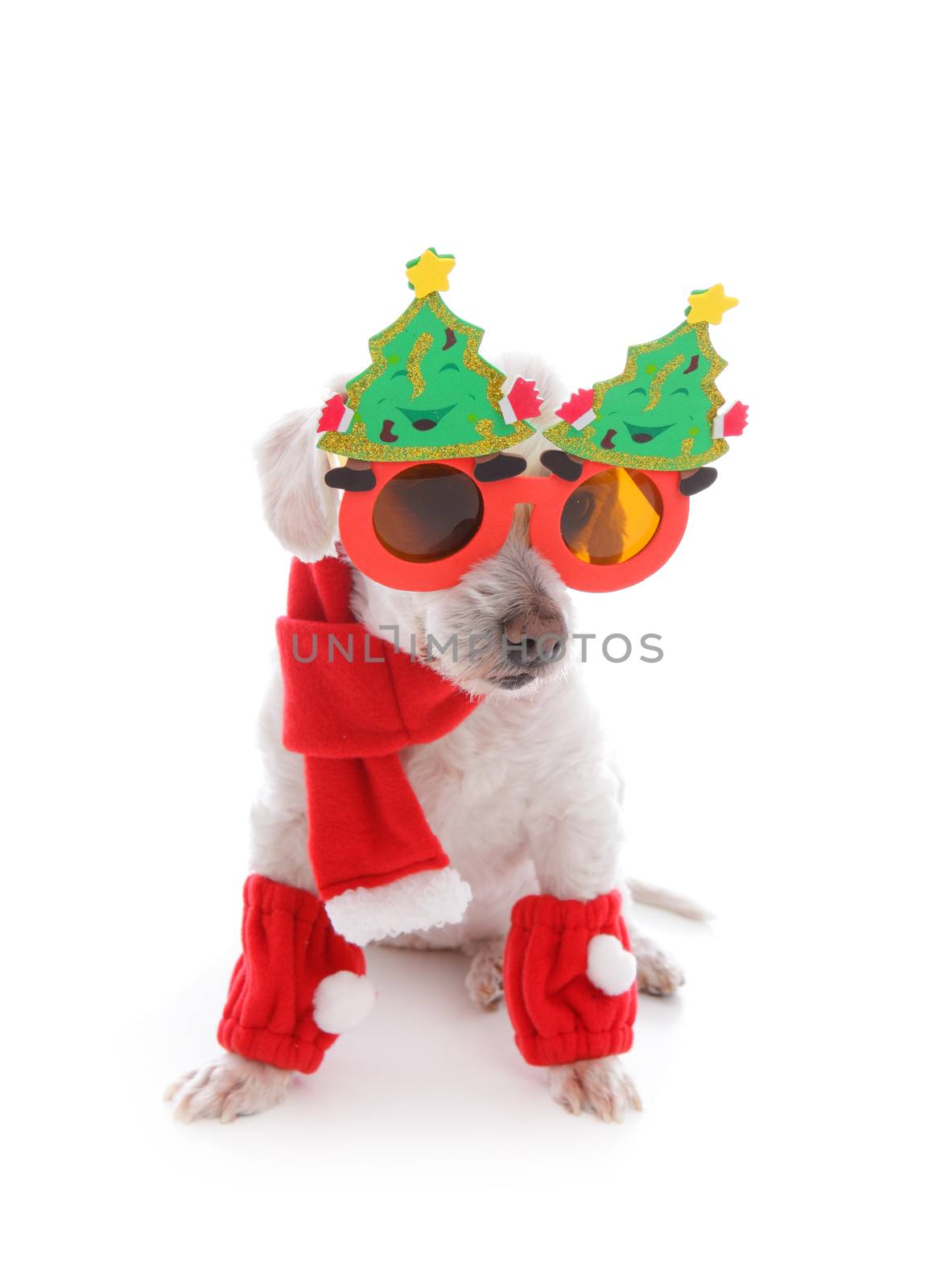 Pet dog in the spirit celebrates Christmas during the holiday season.  White background.   