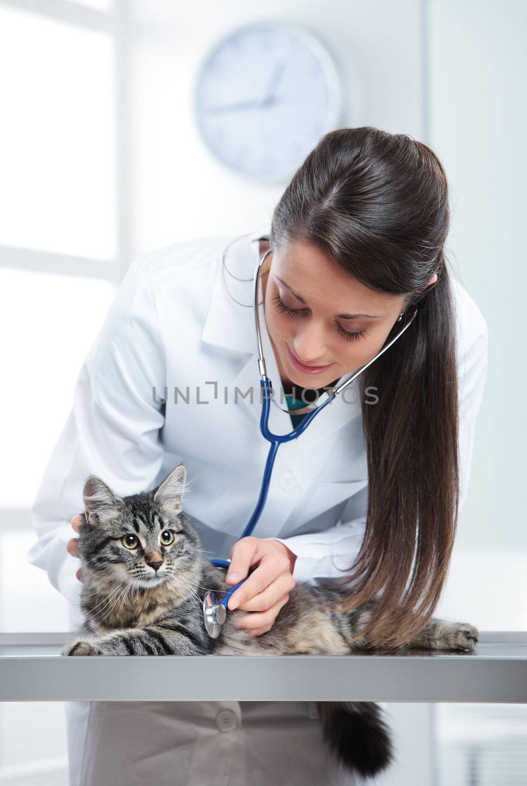 Veterinarian doctor making a checkup of a cute beautiful cat