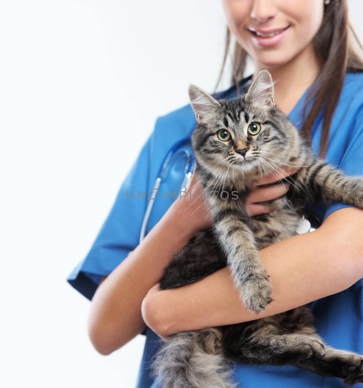 Close up shot of veterinarian holding a cute beautiful cat