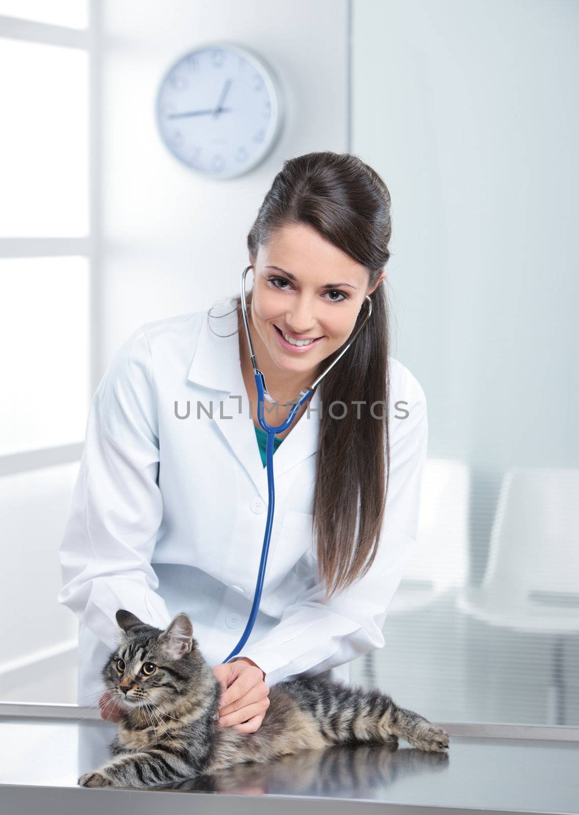 Veterinarian doctor making a checkup of a cute beautiful cat
